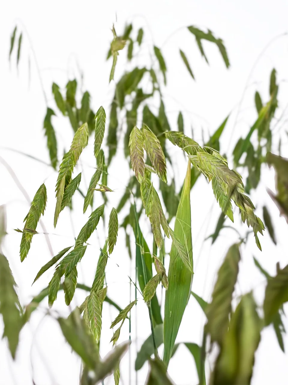 blumigo-chasmanthium-latifolium-platt-hren-gras-gr-n image 1