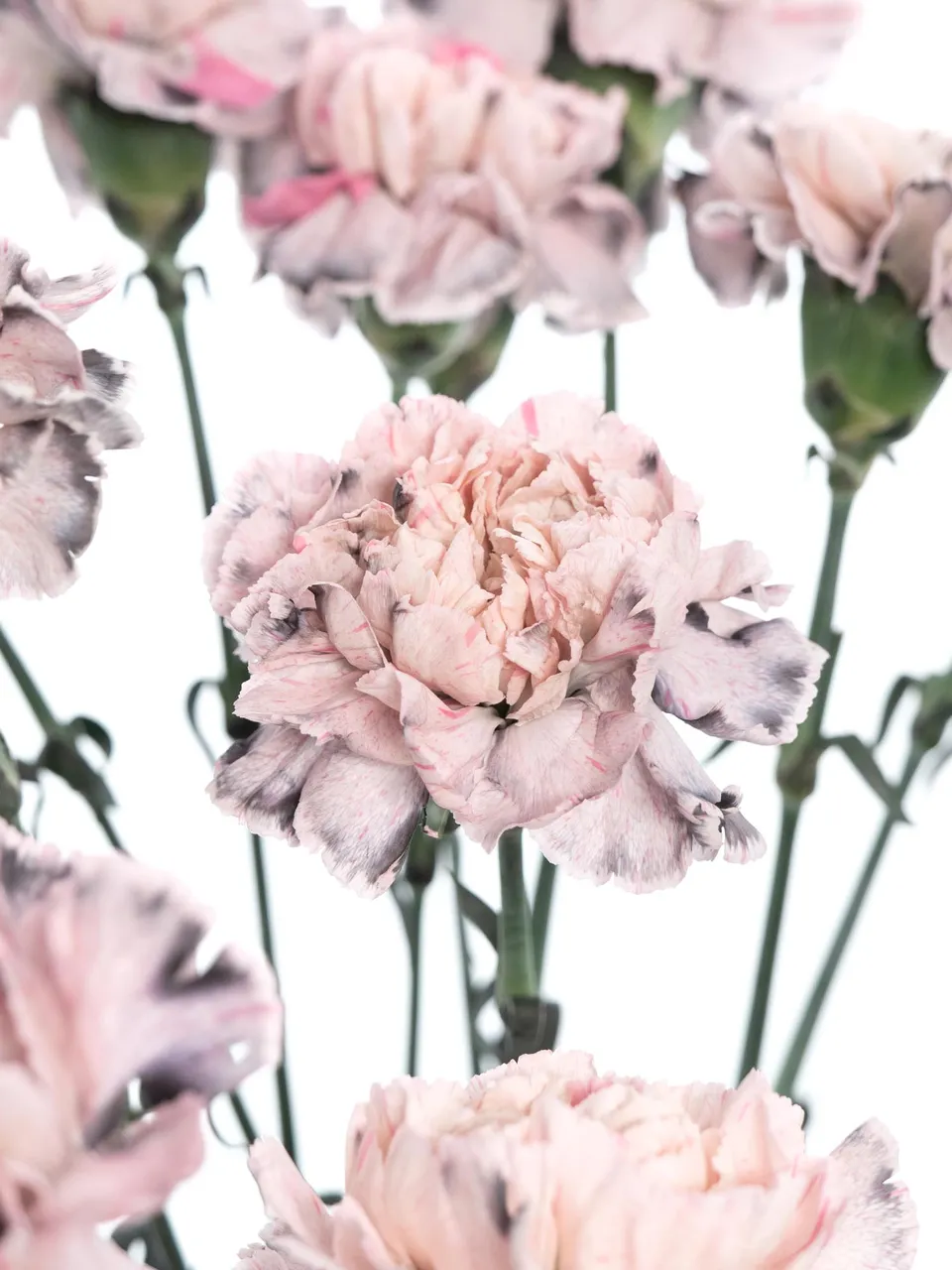 blumigo-nelken-edelnelken-rockstar-schnittblumen-grau-creme image 1