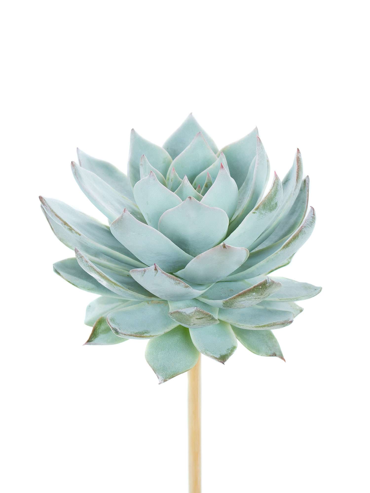 blumigo-blattwerk-echeverien-blue-star-sukkulente-gr-n-blau image 1