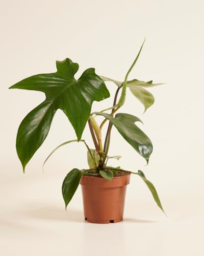 plnts-rareplnts-philodendron-florida-beauty-green-zimmerpflanze-12cm image 8