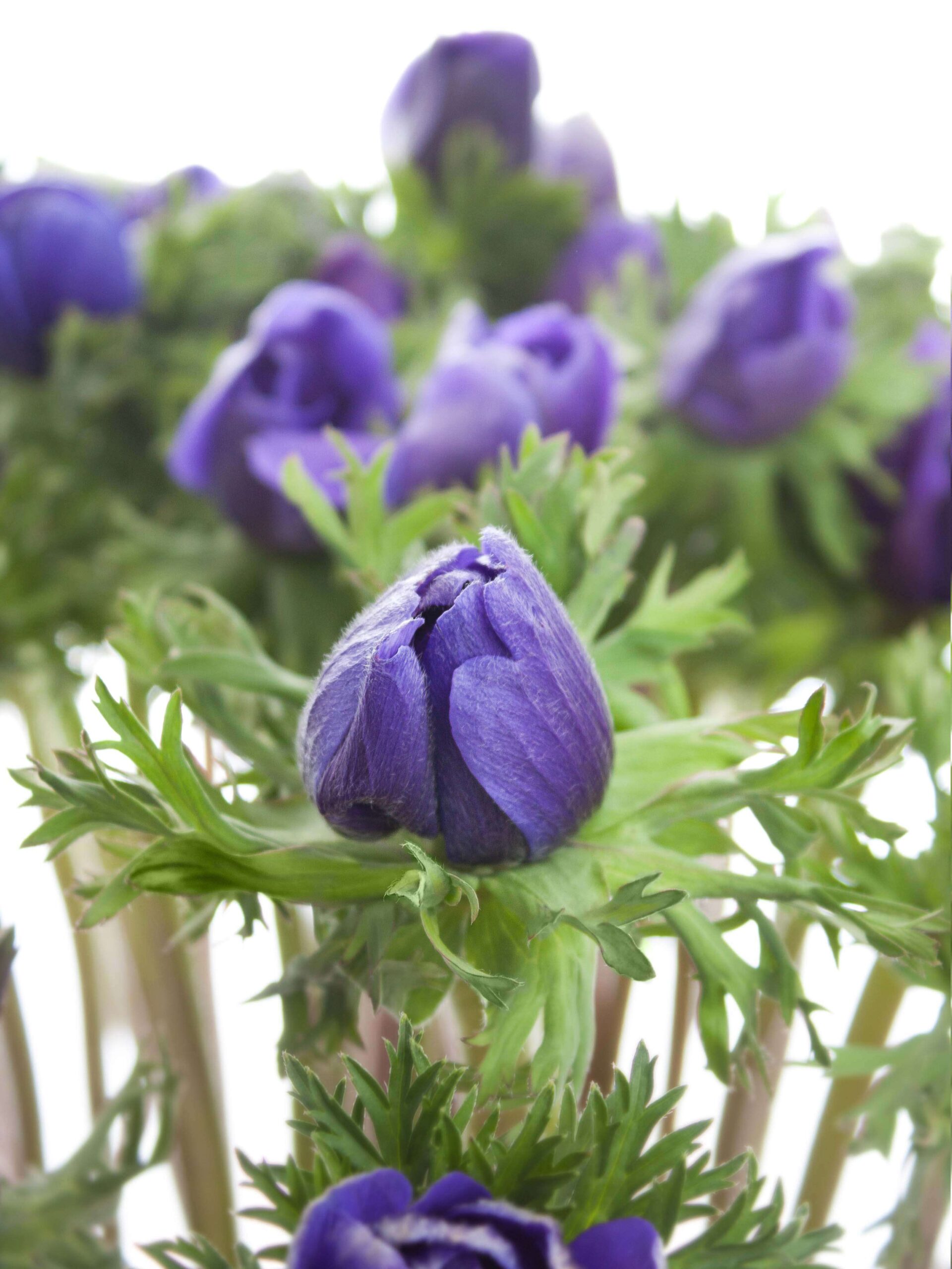 blumigo-mistral-anemone-xl-blau-schnittblume image 4