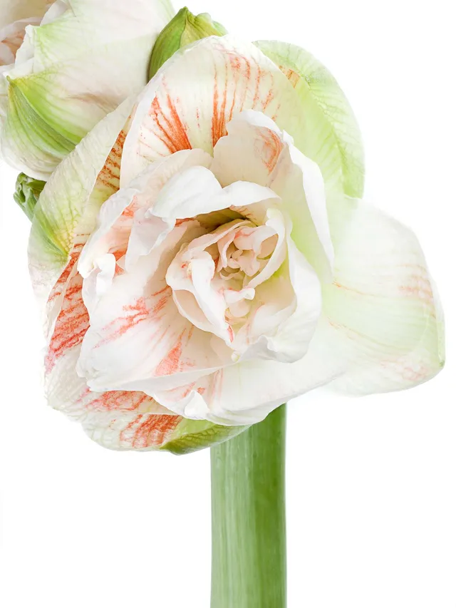 blumigo-amaryllis-nymph-ritterstern-wei-creme-schnittblume image 1