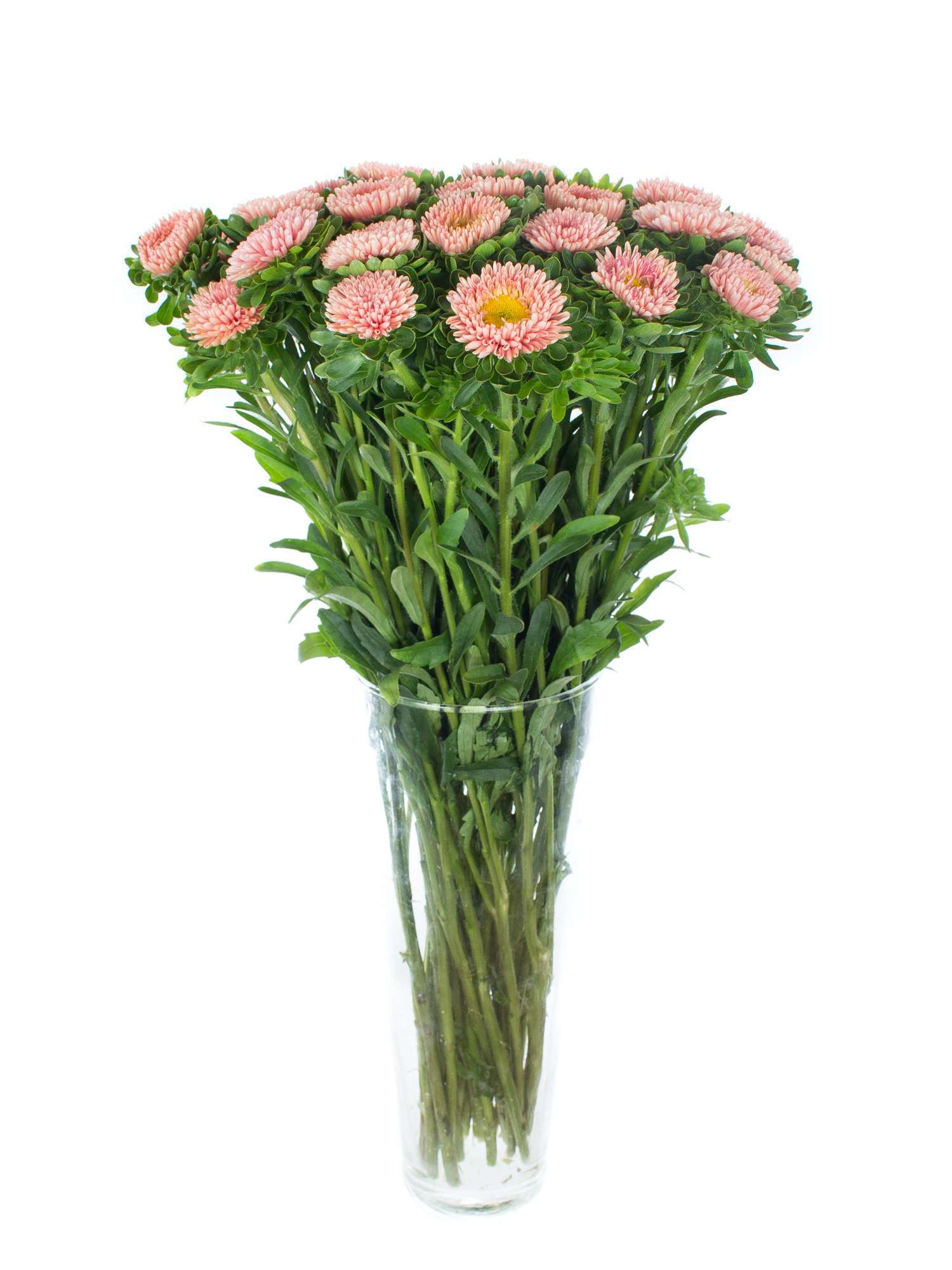 blumigo-herbstdeko-sommerastern-schnittblumen-aprikot image 2