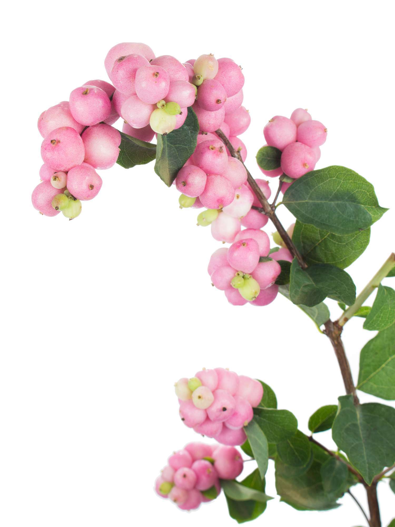 blumigo-magical-pride-schneebeeren-pink-frisches-greenery image 1