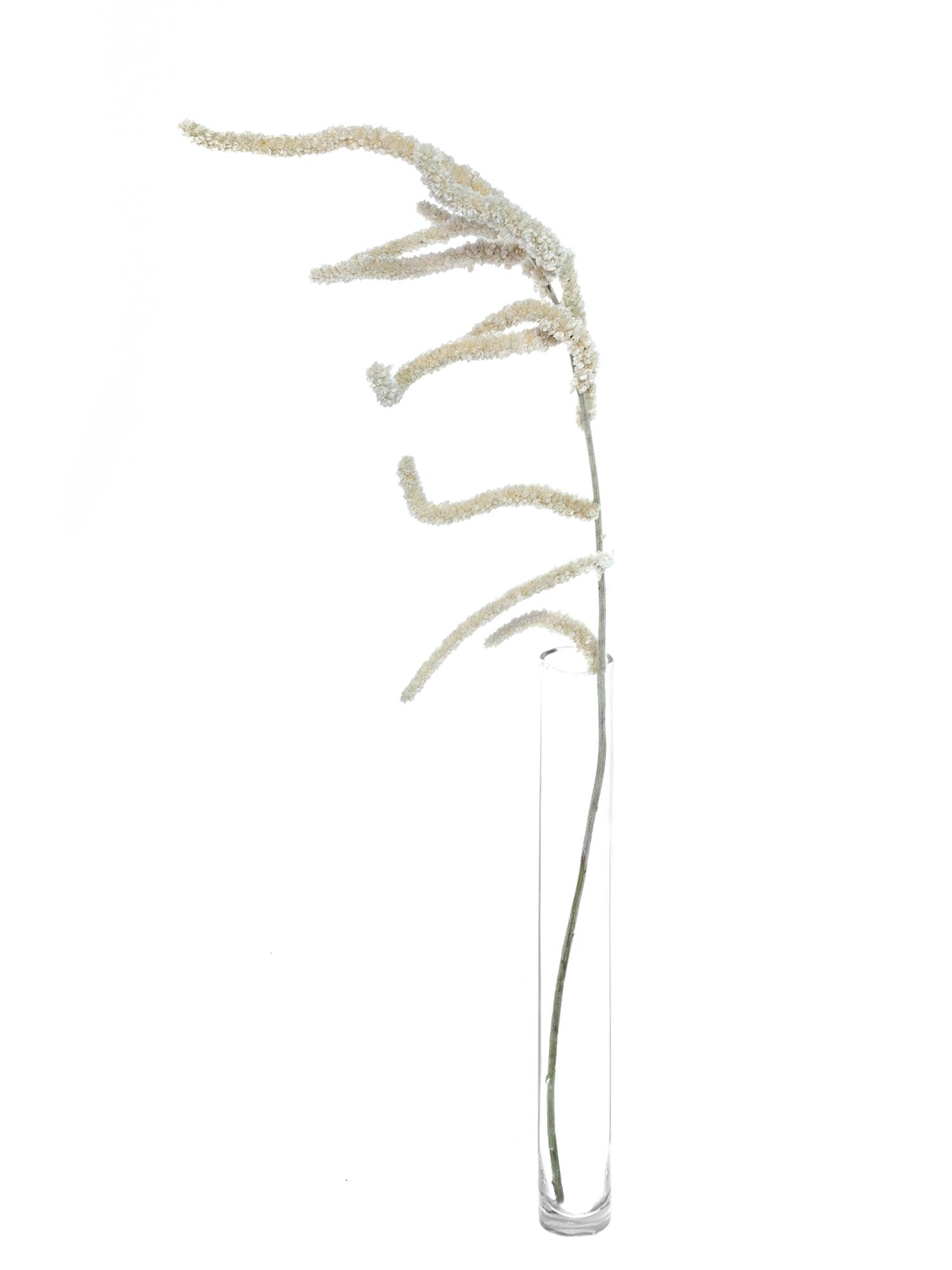 blumigo-bindegr-n-amaranthus-yearming-desert-wei-grau image 3