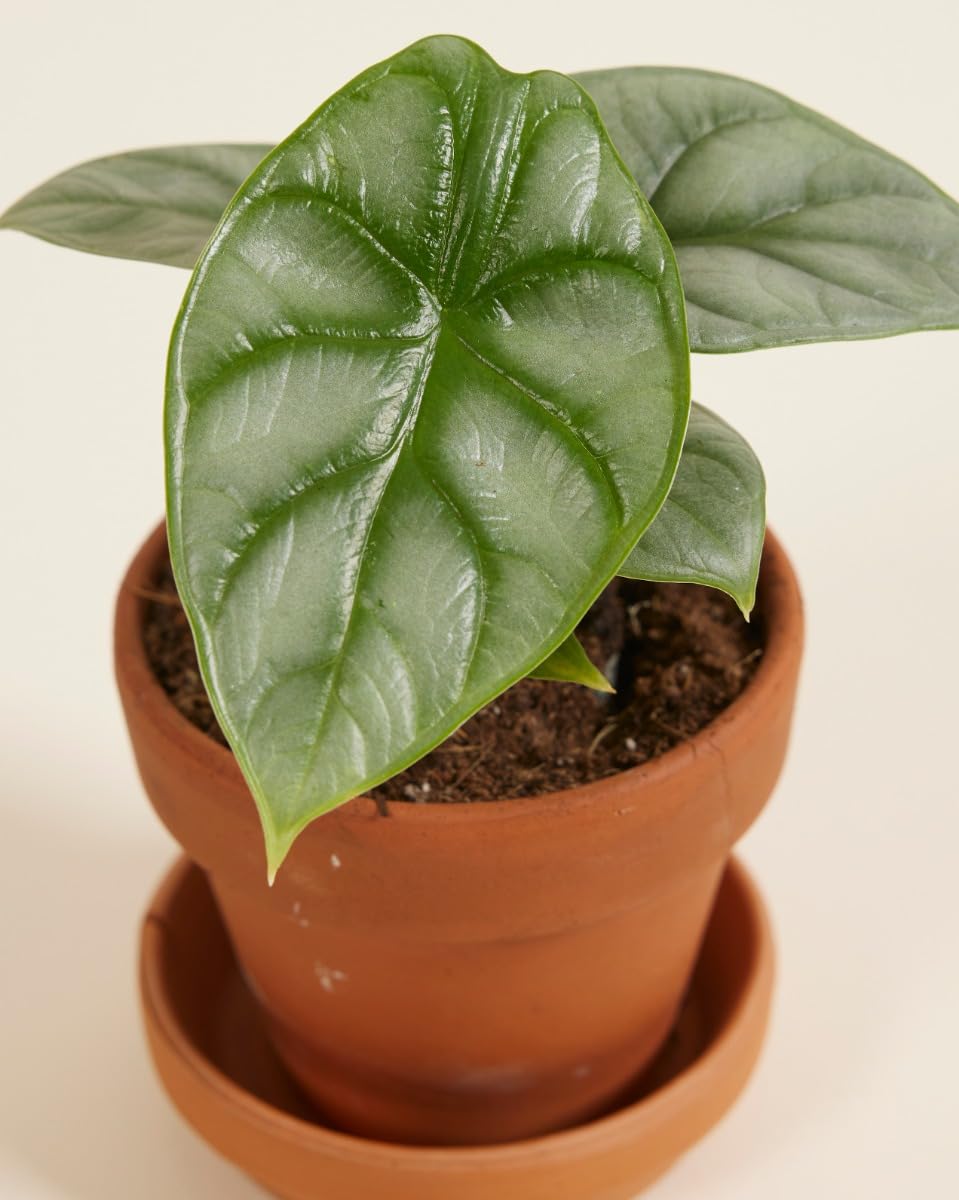 plnts-babyplnts-baby-alocasia-silver-dragon-zimmerpflanze-10cm image 3