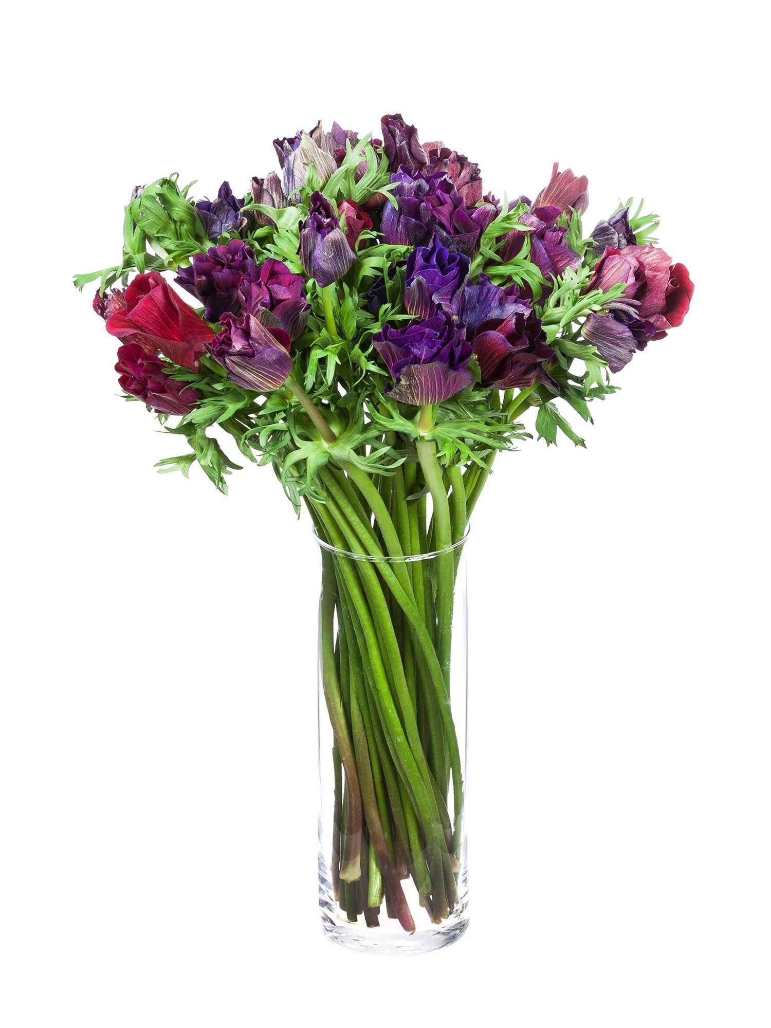 blumigo-anemonen-mistral-bordeaux-schnittblume-aubergine image 3