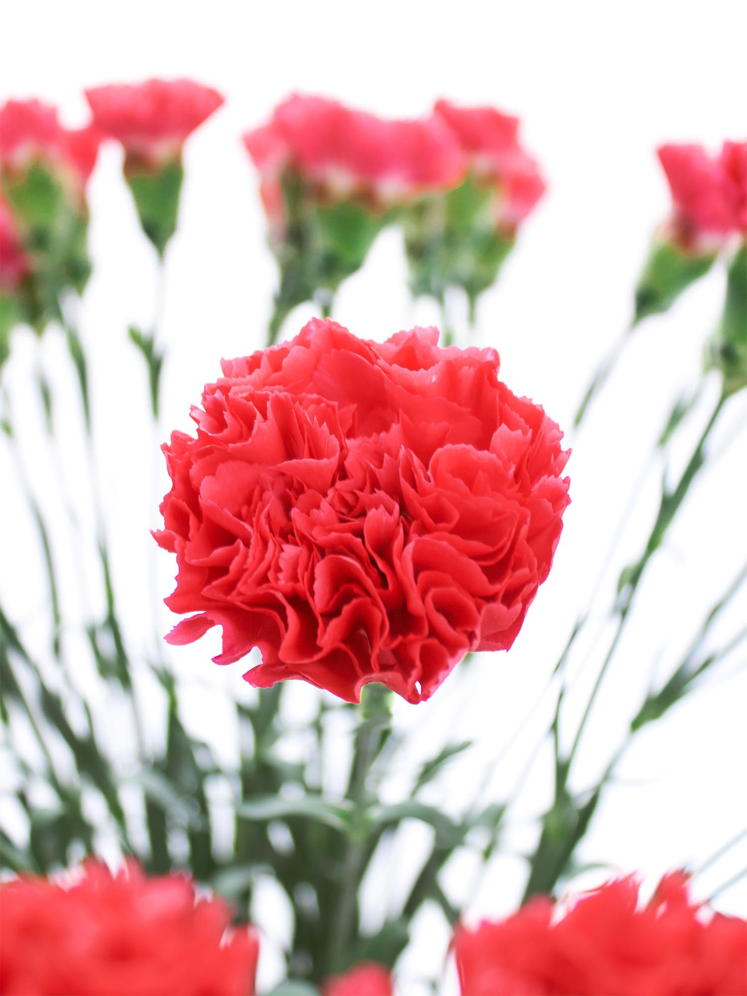 blumigo-nelken-edelnelke-bizet-schnittblume-korall-rot image 2