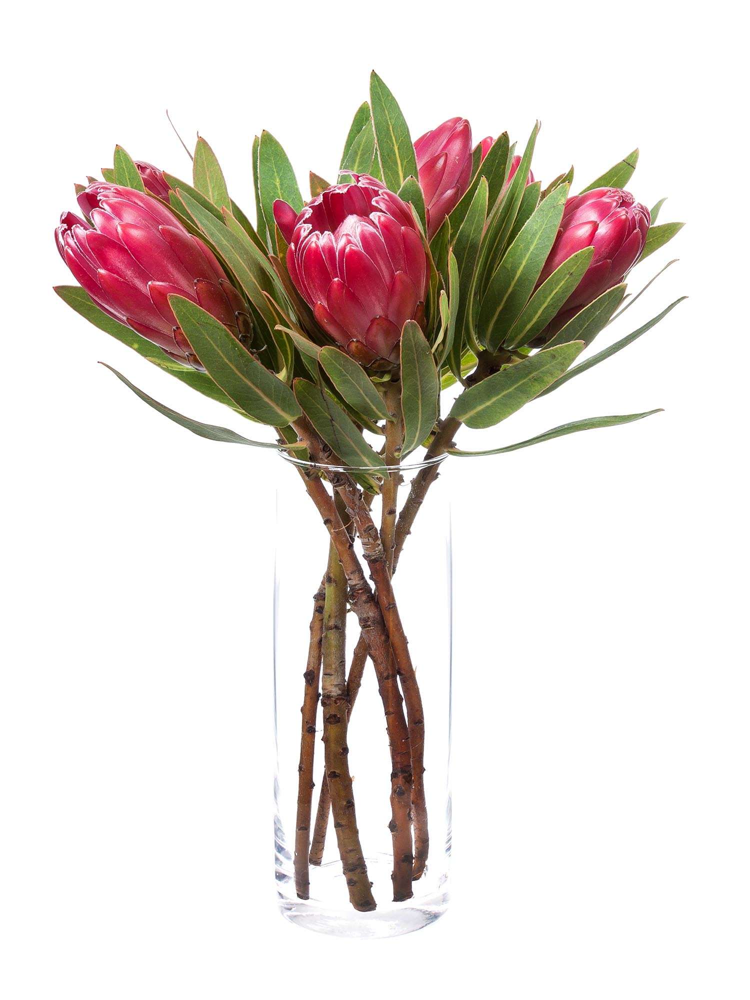 blumigo-proteen-brenda-protea-schnittblume-pink image 2