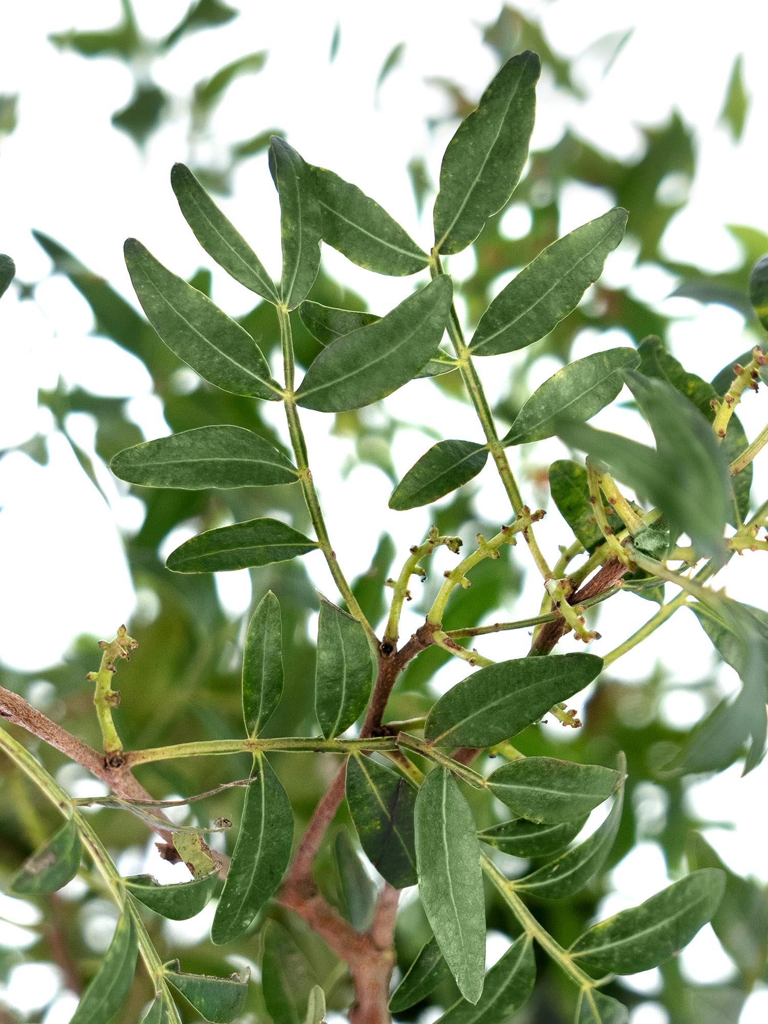 blumigo-exklusives-greenery-pistaziengr-n-schnittgr-n-beiwerk image 3