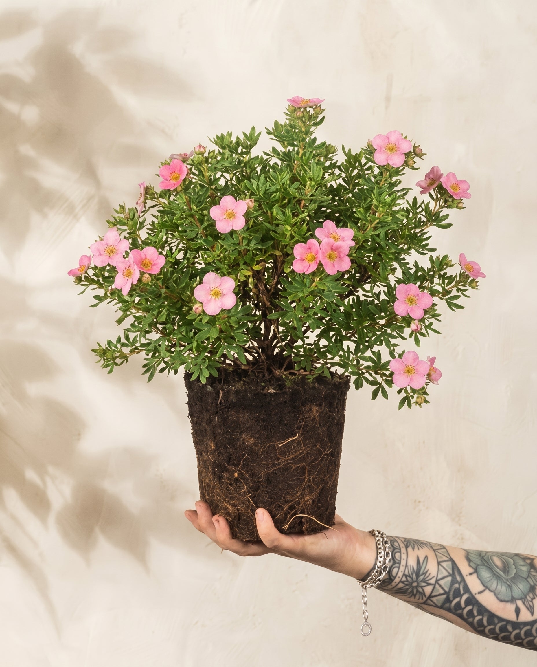 feey-amsterdam-rosa-fingerstrauch-bl-hstrauch-winterhart image 1