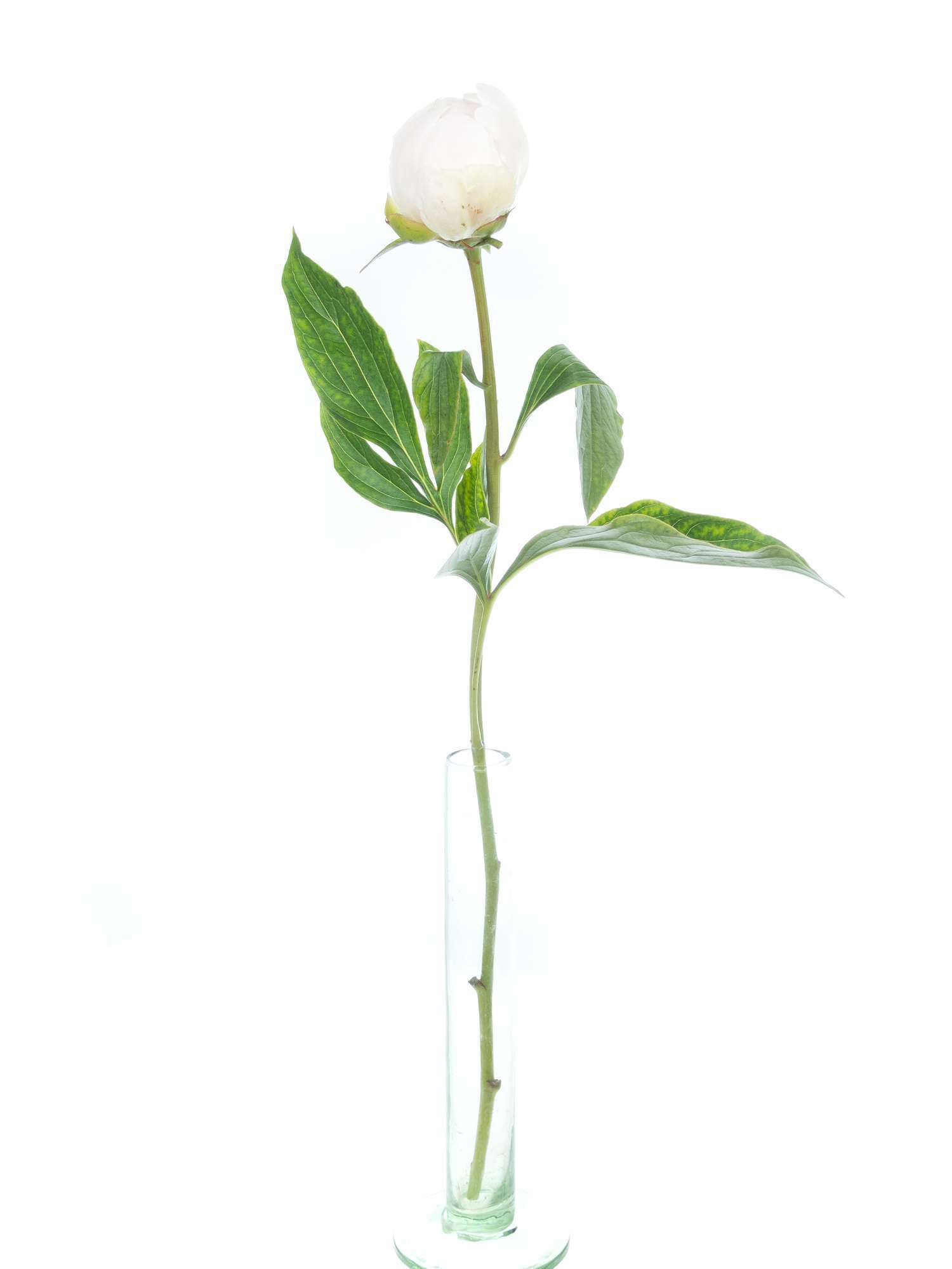 blumigo-pfingstrosen-pecher-schnittblume-hell-rosa image 3