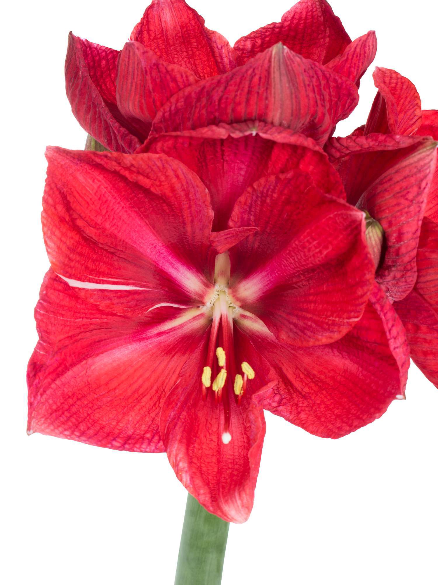 blumigo-amaryllis-telstar-schnittblume-rot-1-stiel image 1