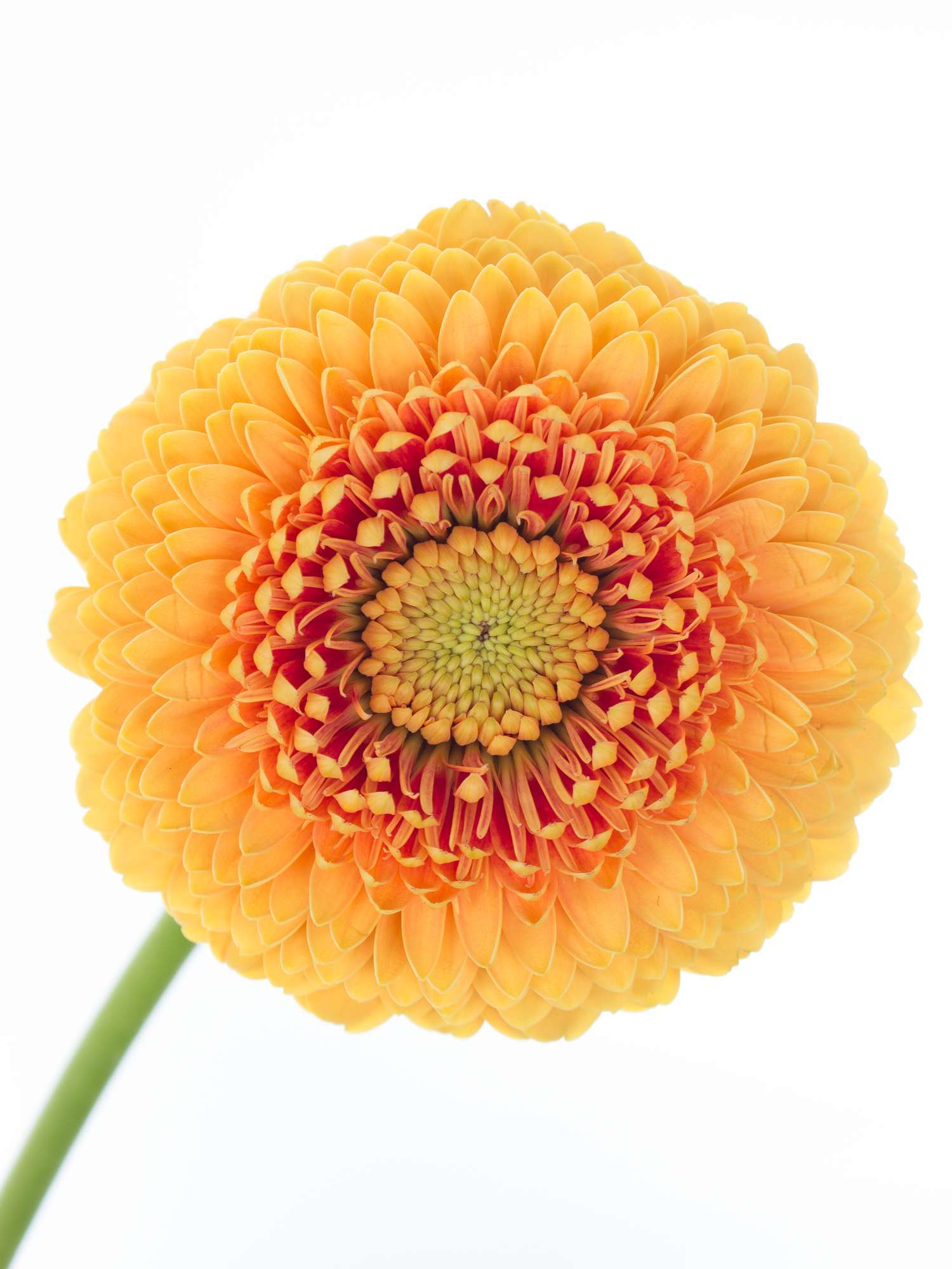 blumigo-gerbera-pomponi-lilo-schnittblume-orange image 1