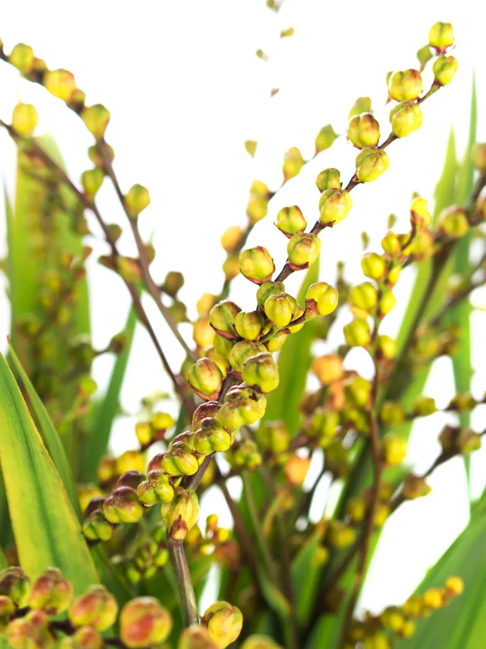 blumigo-blattwerk-crocosmia-fruchtst-ngel-gr-n-gelb-stiel image 1