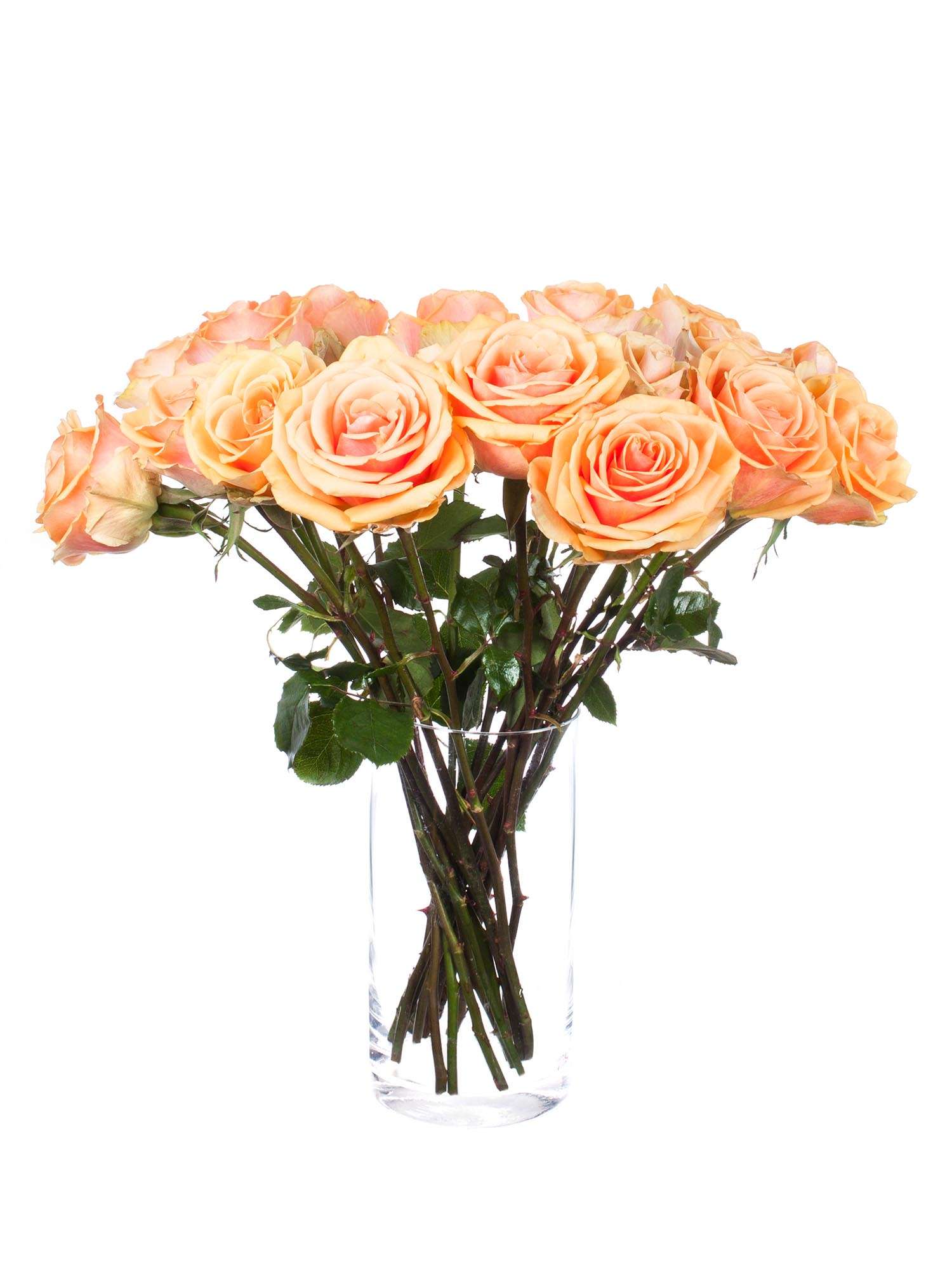 blumigo-rosen-alchemy-schnittrose-apricot-duftrose image 3