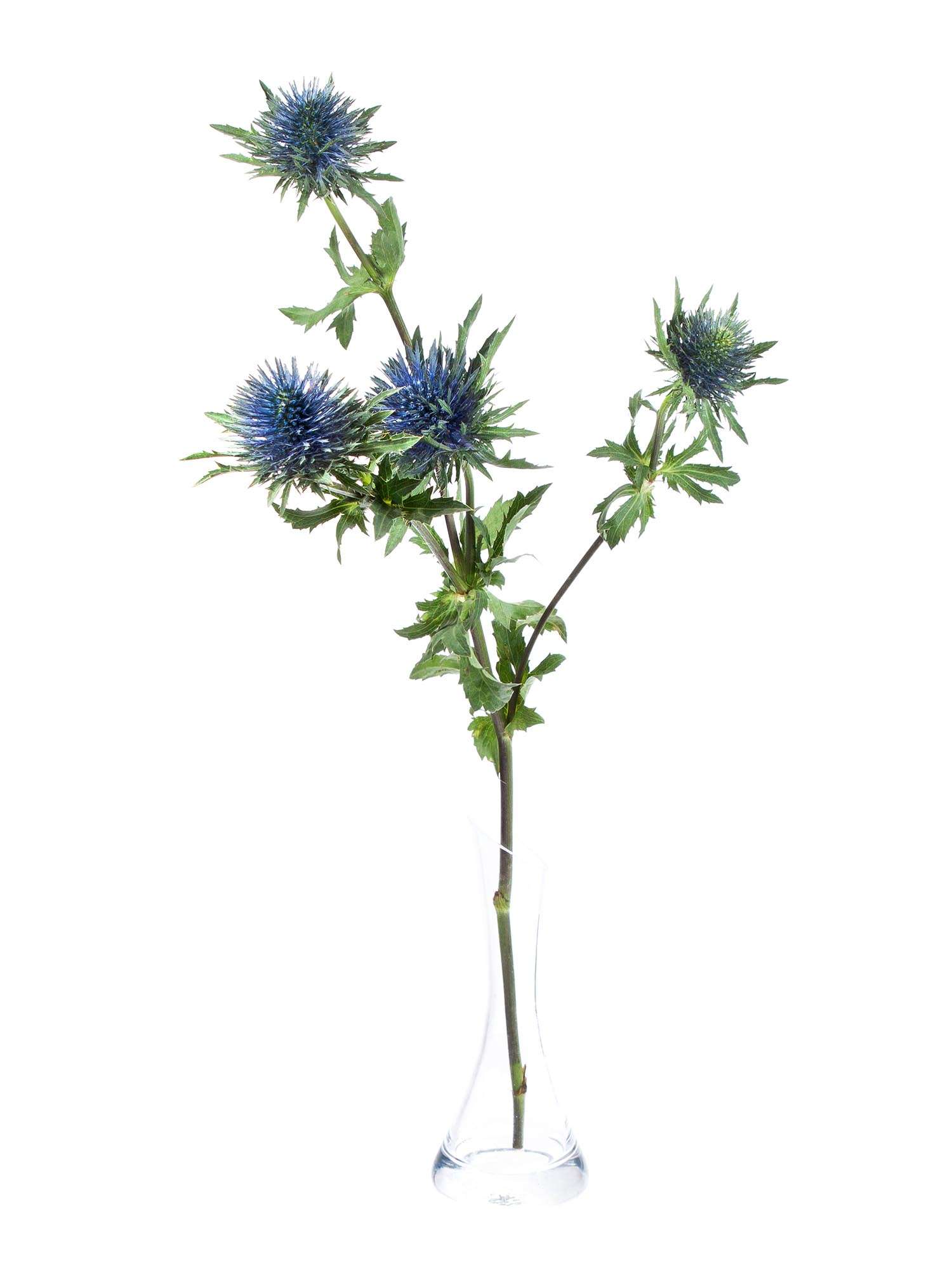 blumigo-disteln-magnetar-qstar-schnittblume-blau image 5