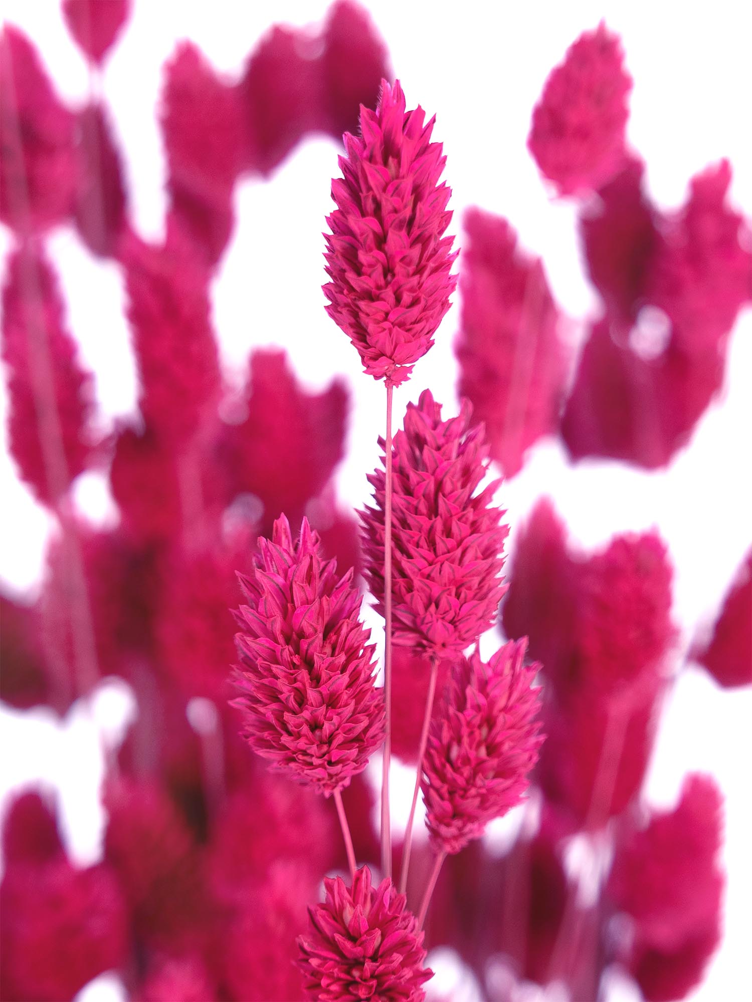 blumigo-trockenblumen-phalaris-glanzgr-ser-pink-getrocknet image 1