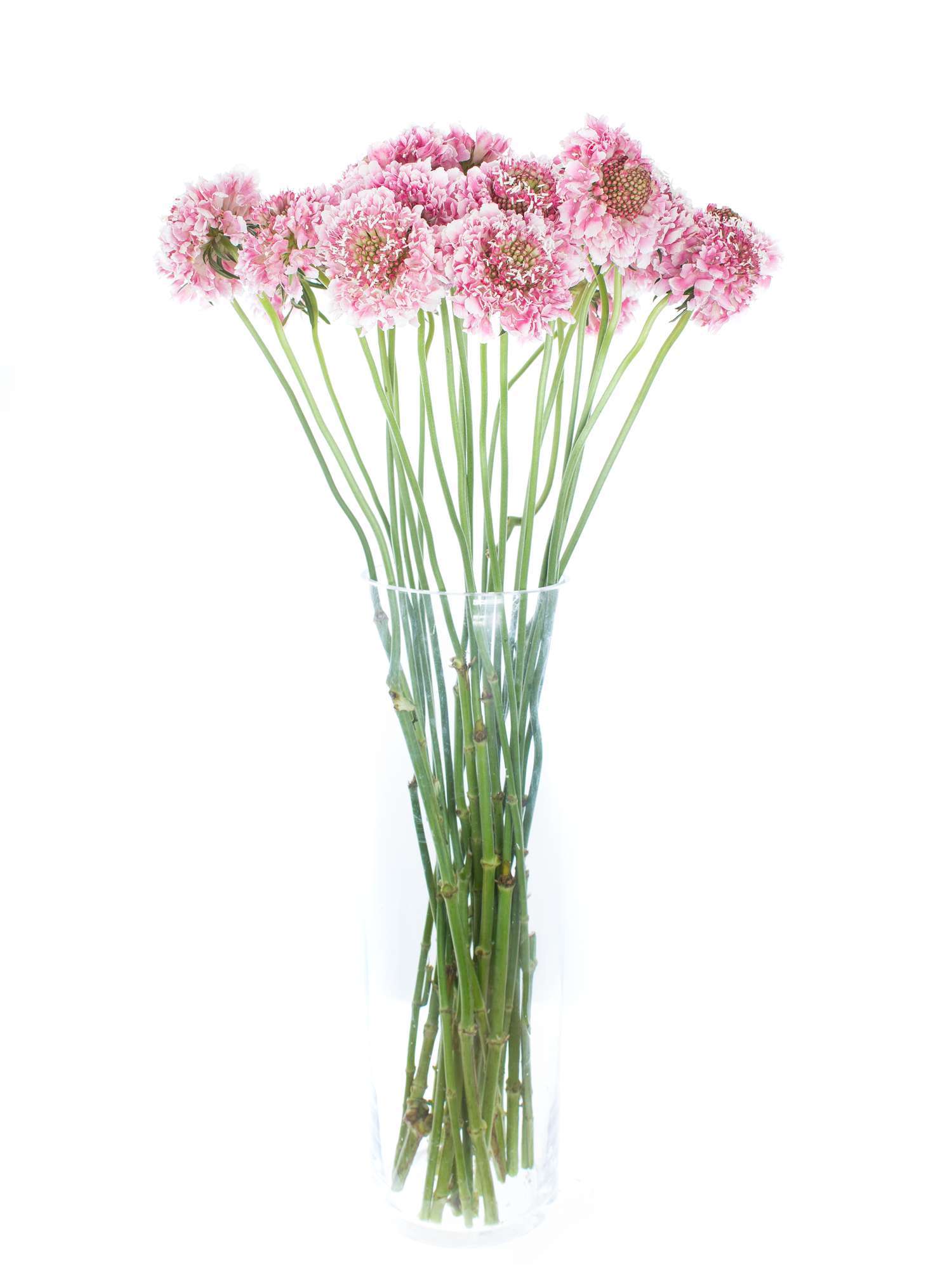 blumigo-skabiosen-schnittblumen-rosa-pink-bund-stiel image 2