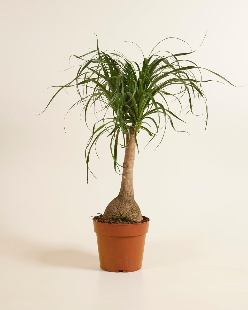 plnts-rareplnts-beaucarnea-recurvata-elefantenfu-160-cm image 2