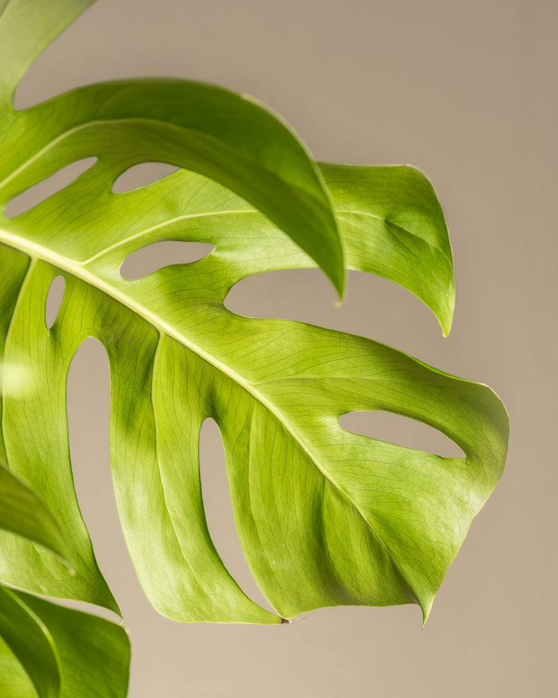 feey-variado-monstera-xl-fensterblatt-gro-ohne-bertopf image 5