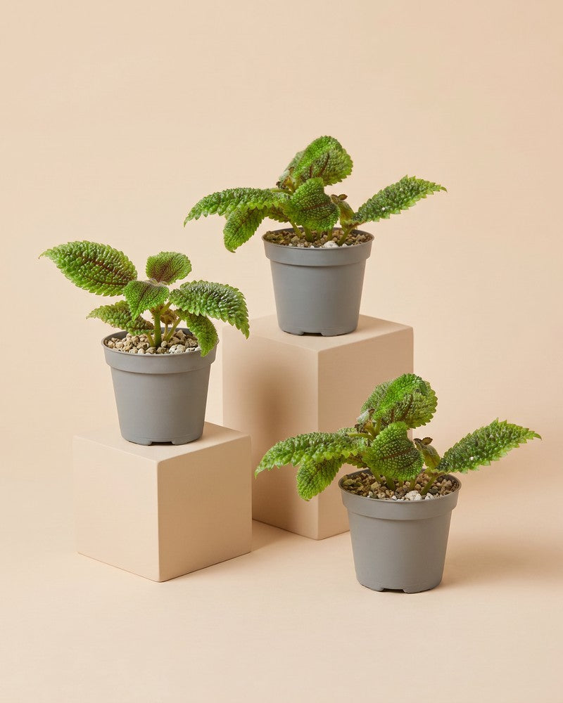 feey-variado-baby-pilea-moon-valley-3er-set-klein image 3