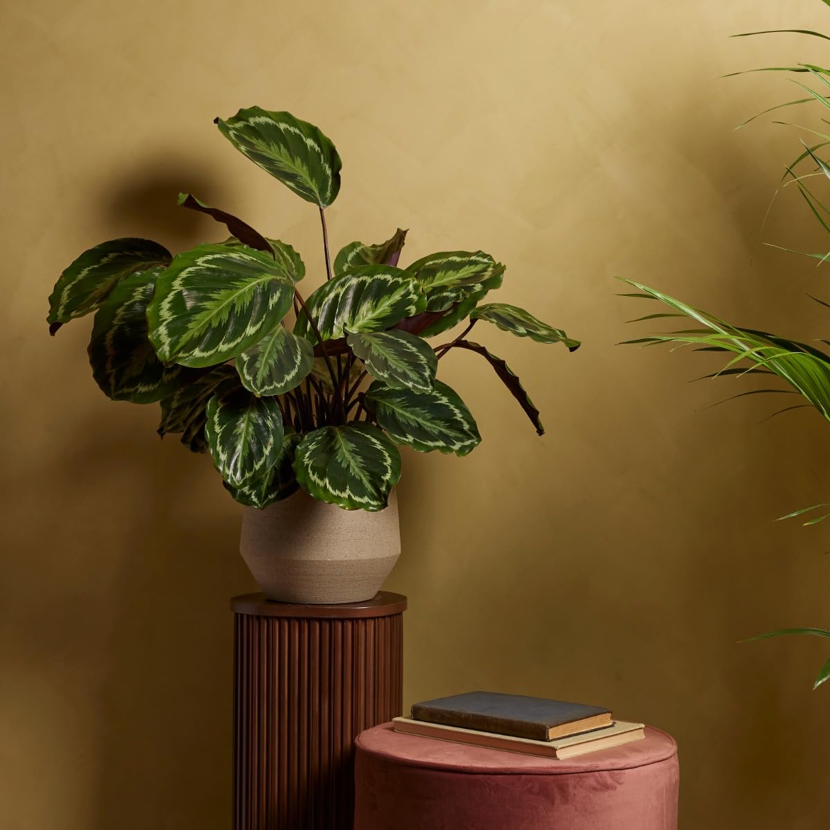 plnts-rareplnts-calathea-medallion-zimmerpflanze-60-cm image 5