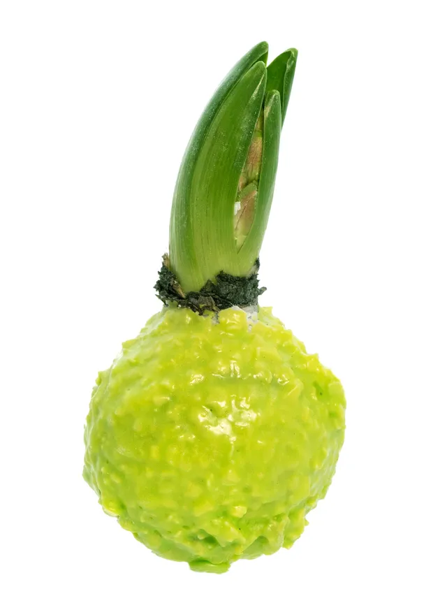 blumigo-fr-hlingsknollen-hyazinthenknollen-wachs-gr-n-flocken image 1