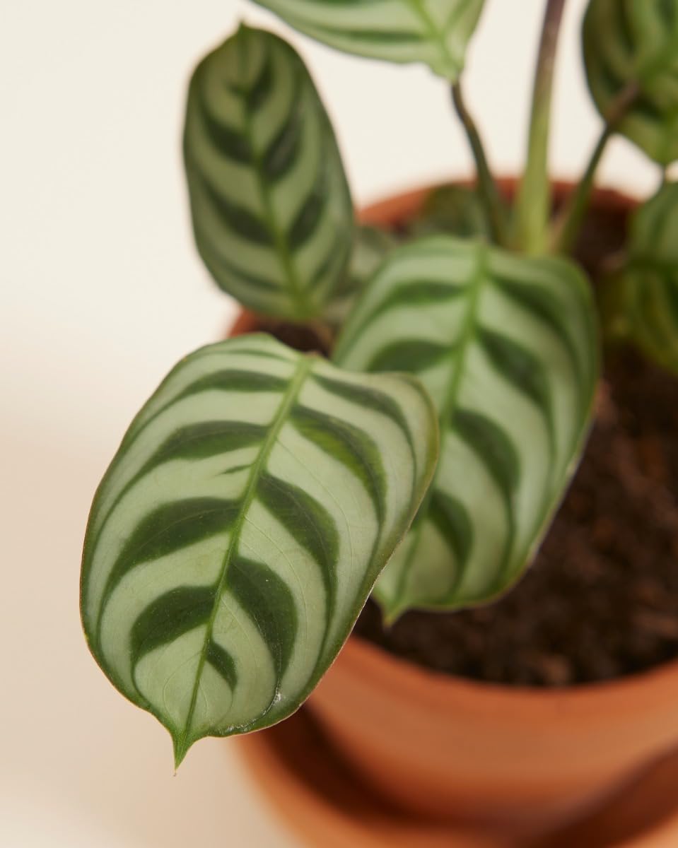 plnts-rareplnts-ctenanthe-burle-marxii-zimmerpflanze-30-cm-blattschmuck image 4