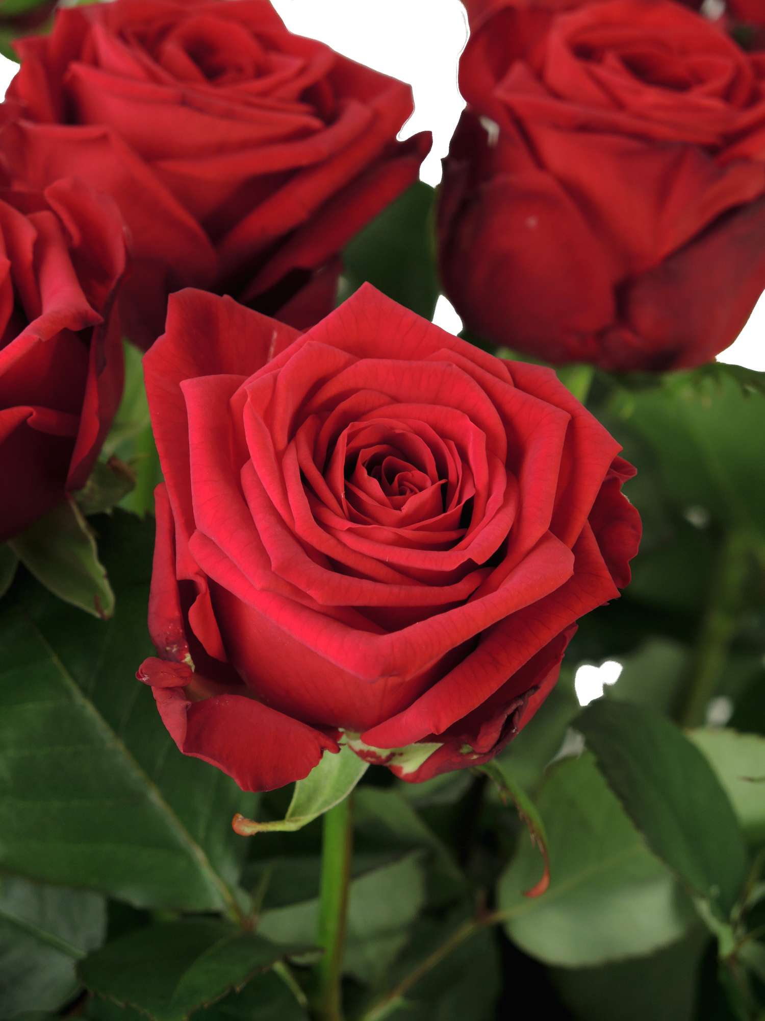 blumigo-rosen-eleganz-schnittrosen-rot-f-r-strau image 2