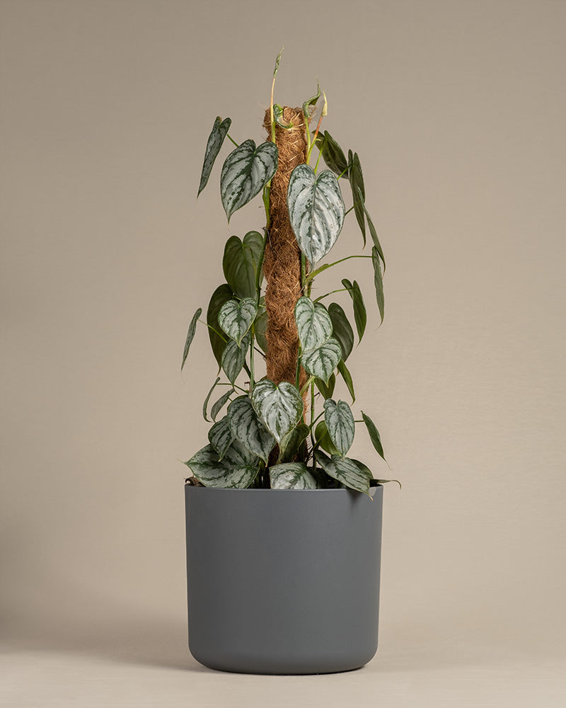 feey-variado-philodendron-brandtianum-50-60-cm-o-topf image 7