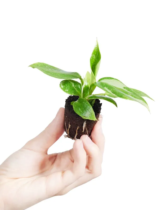 plnts-babyplnts-philodendron-white-princess-zimmerpflanze-8cm image 1