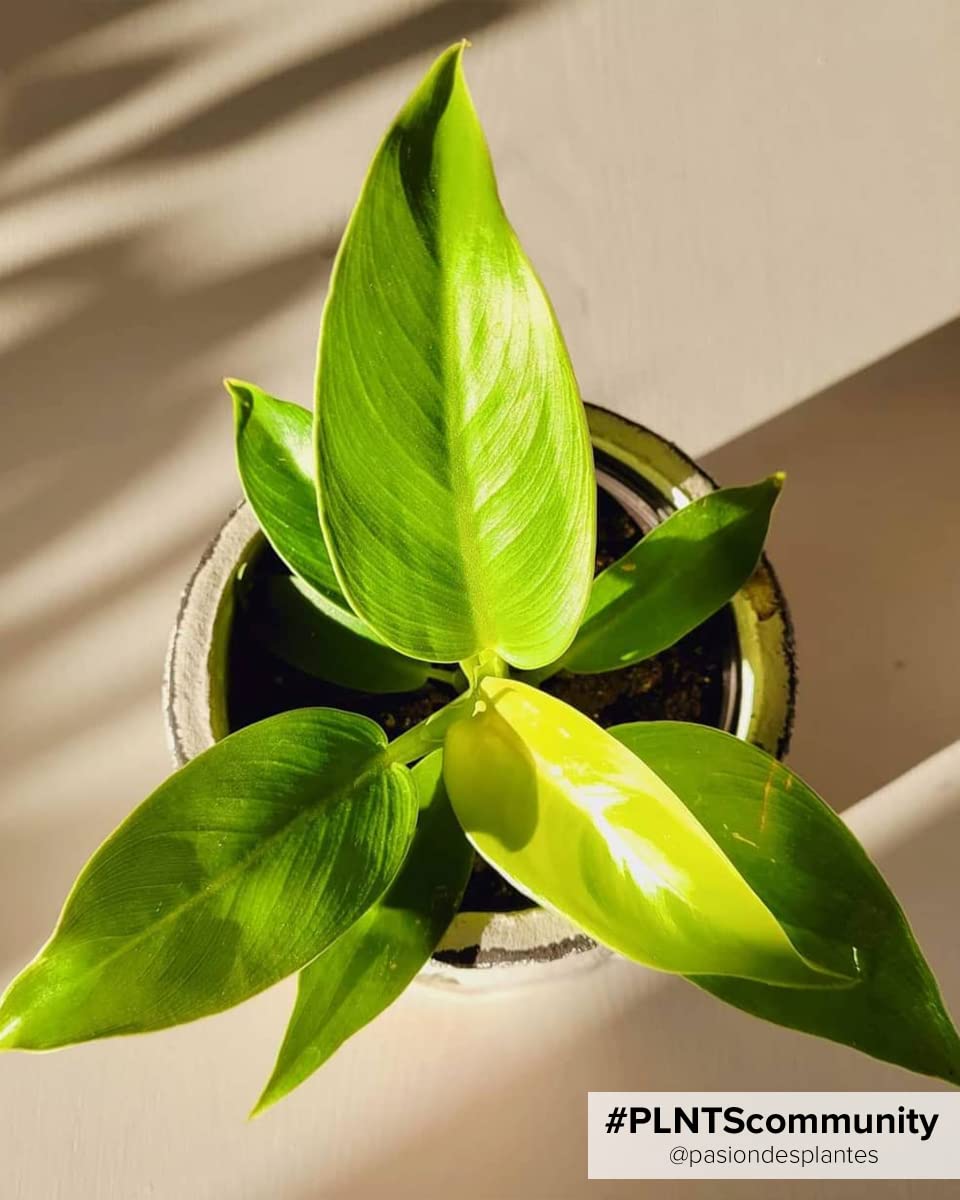 plnts-babyplnts-philodendron-lemon-lime-zimmerpflanze-6cm-pflegeleicht image 5