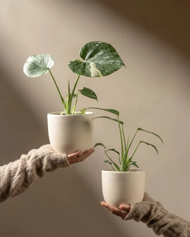 feey-variado-monstera-rarit-ten-duo-thai-flame-set image 1