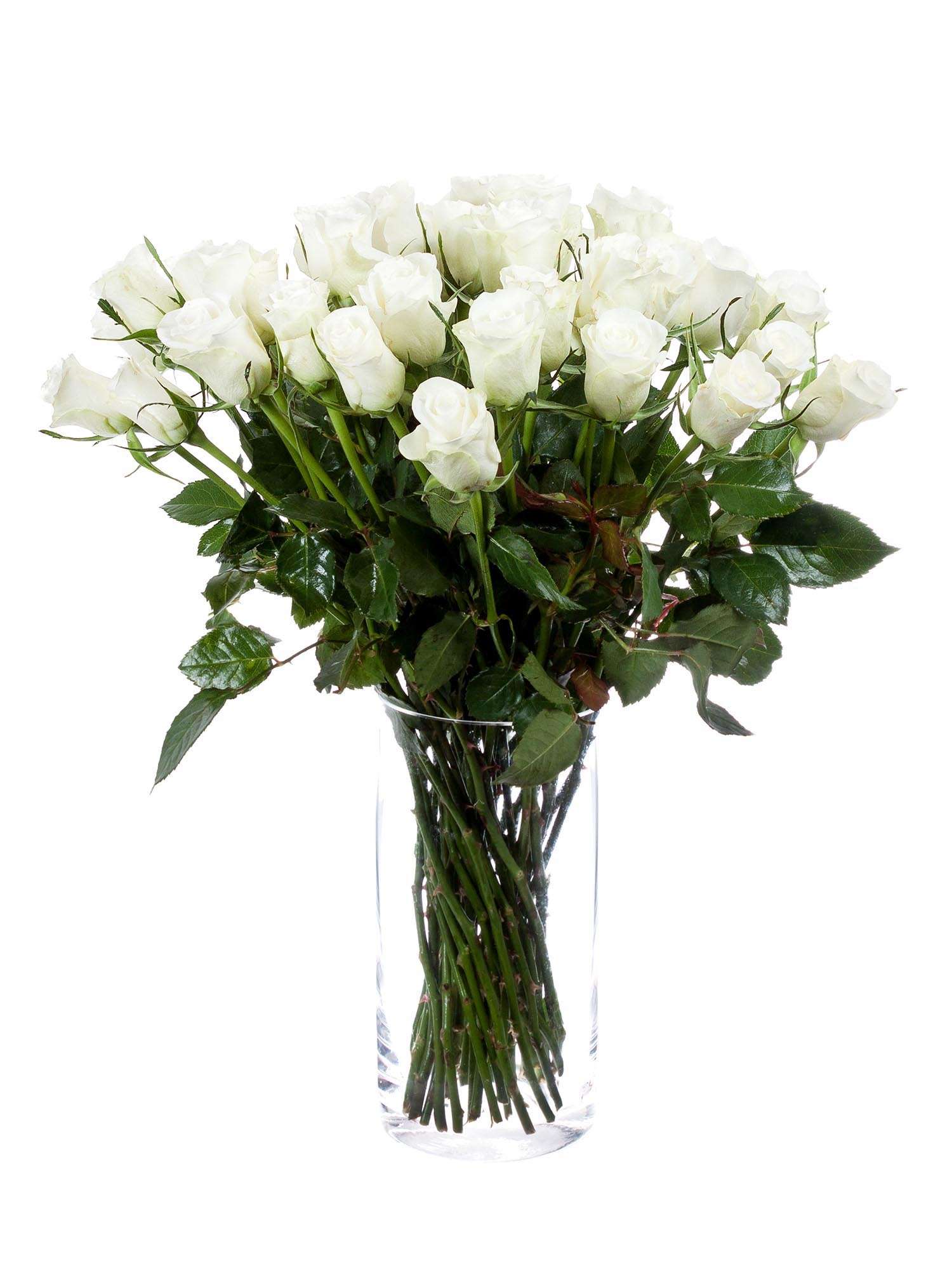 blumigo-rosen-aspen-rose-wei-schnittrose image 2