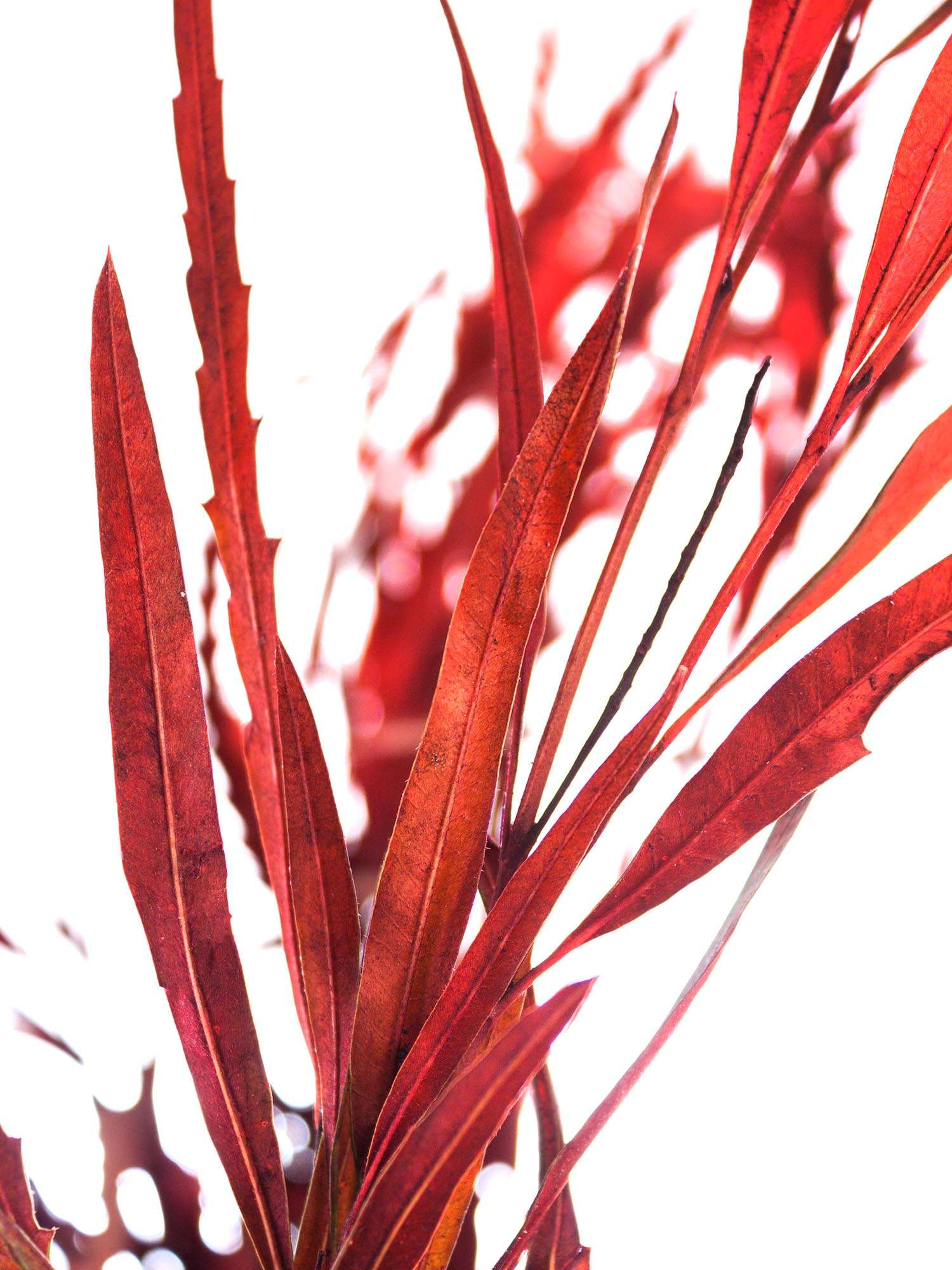 blumigo-proteen-grevillea-rot-gef-rbt-blume image 1