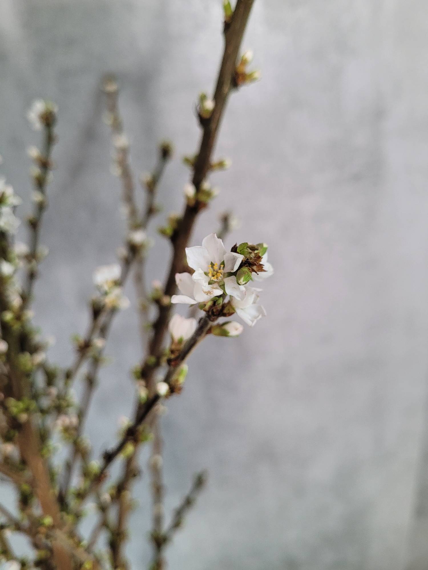 blumigo-zweige-mandelbl-tenzweige-bl-tenzweige-wei image 1