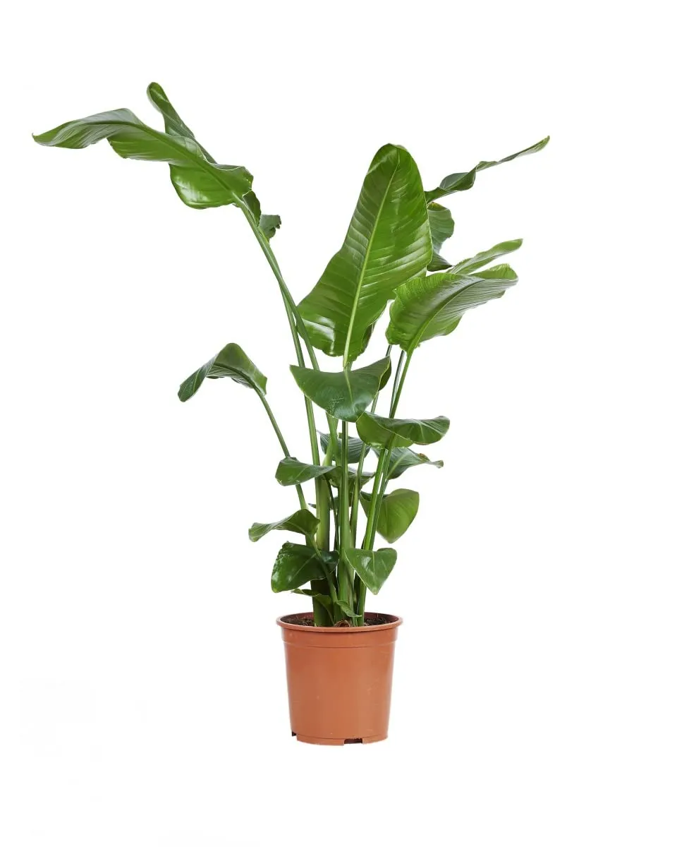 plnts-strelitzia-nicolai-zimmerpflanze-27cm-topf-160cm-gro-e-pflanze image 1