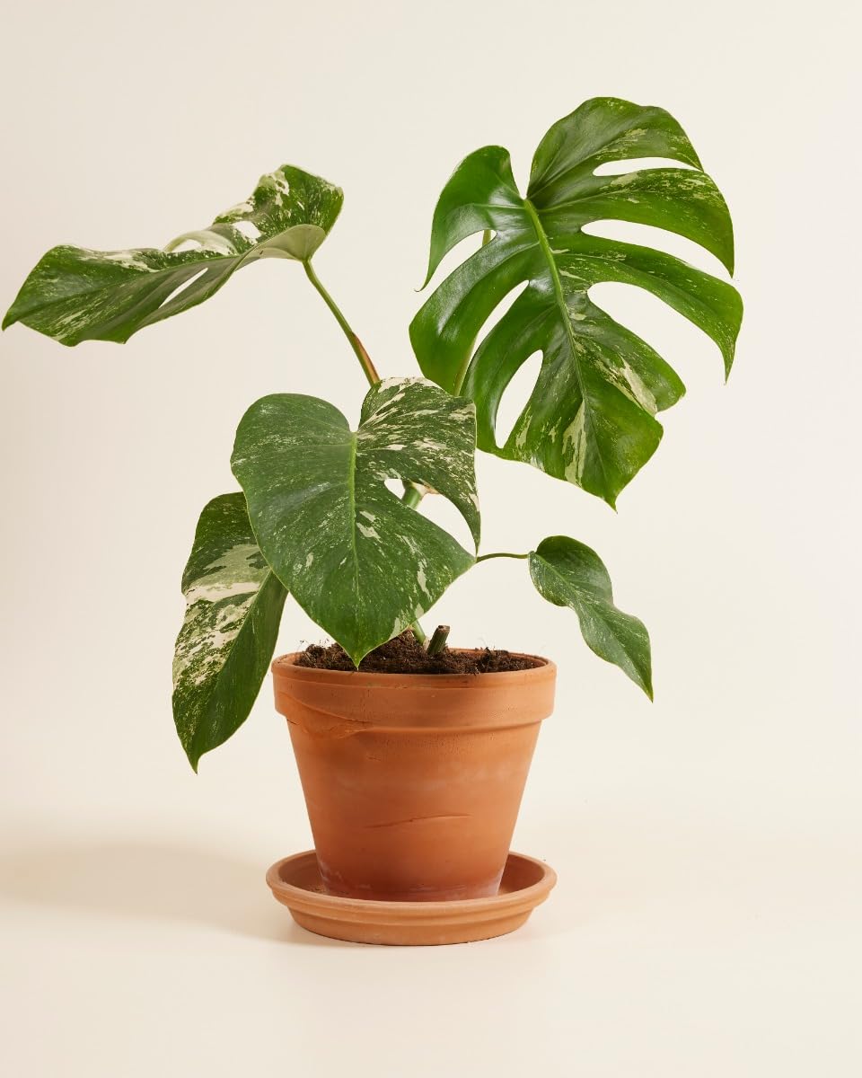 plnts-rareplnts-monstera-deliciosa-variegata-fensterblatt-40cm image 5