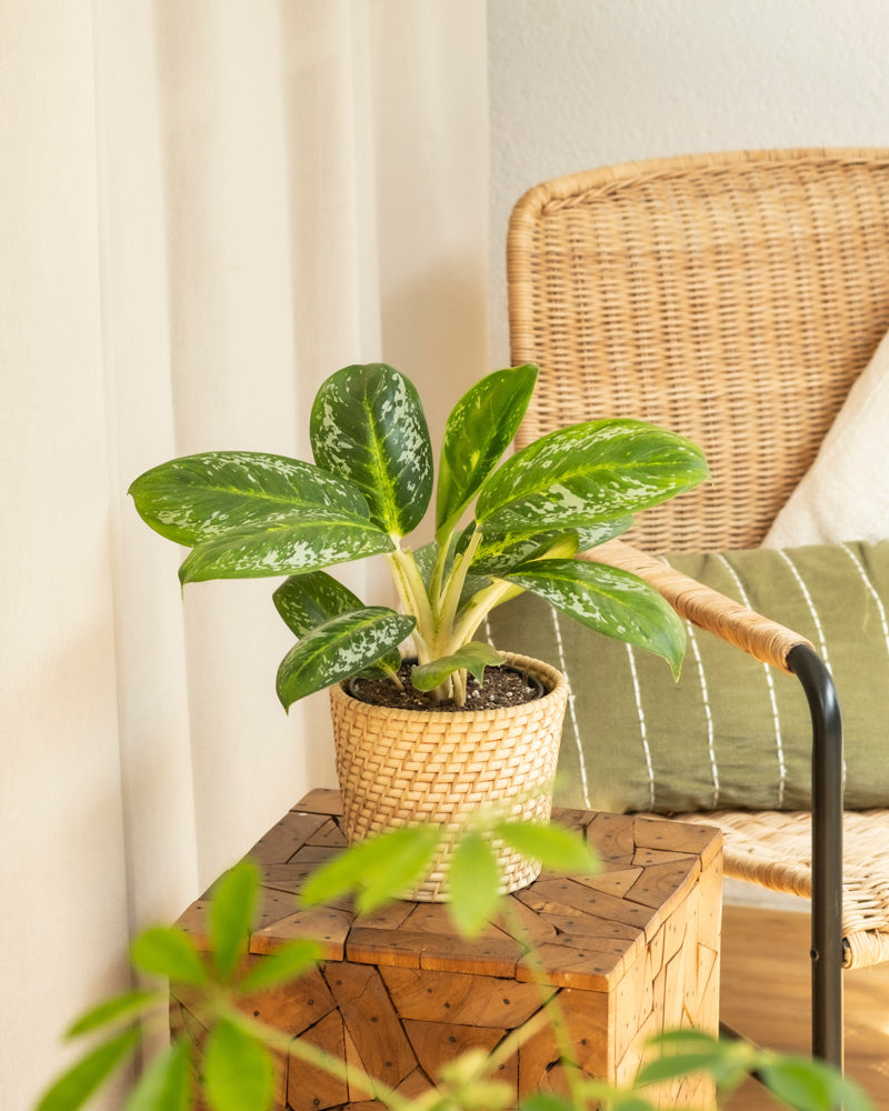 feey-variado-aglaonema-onyx-green-ohne-bertopf image 4