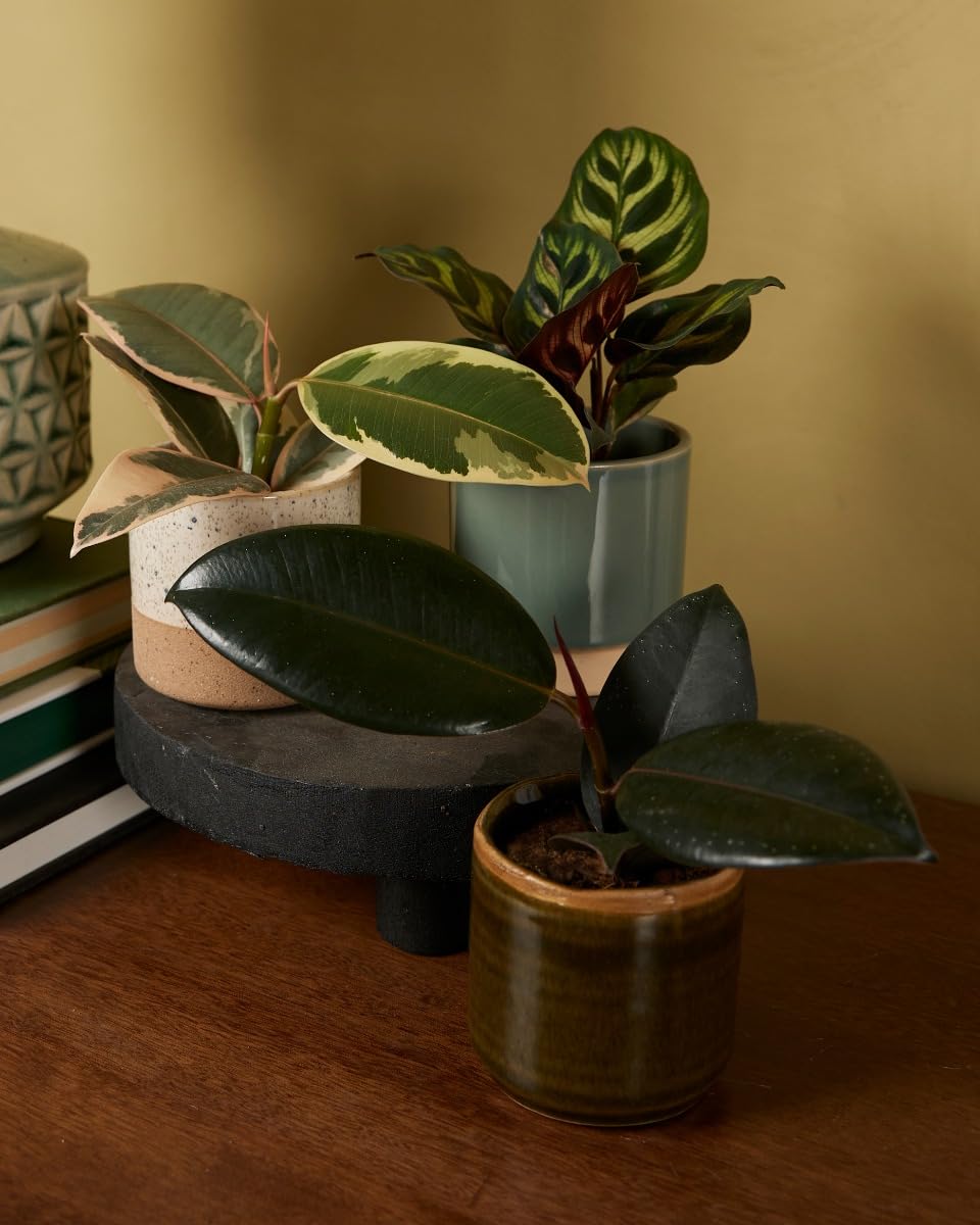 plnts-rareplnts-ficus-calathea-zimmerpflanzen-3er-set-6-cm image 5