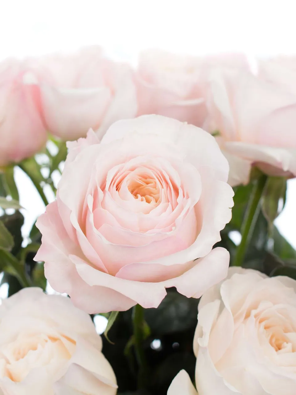 blumigo-rosen-david-austin-keira-rosa-schnittblumen image 1