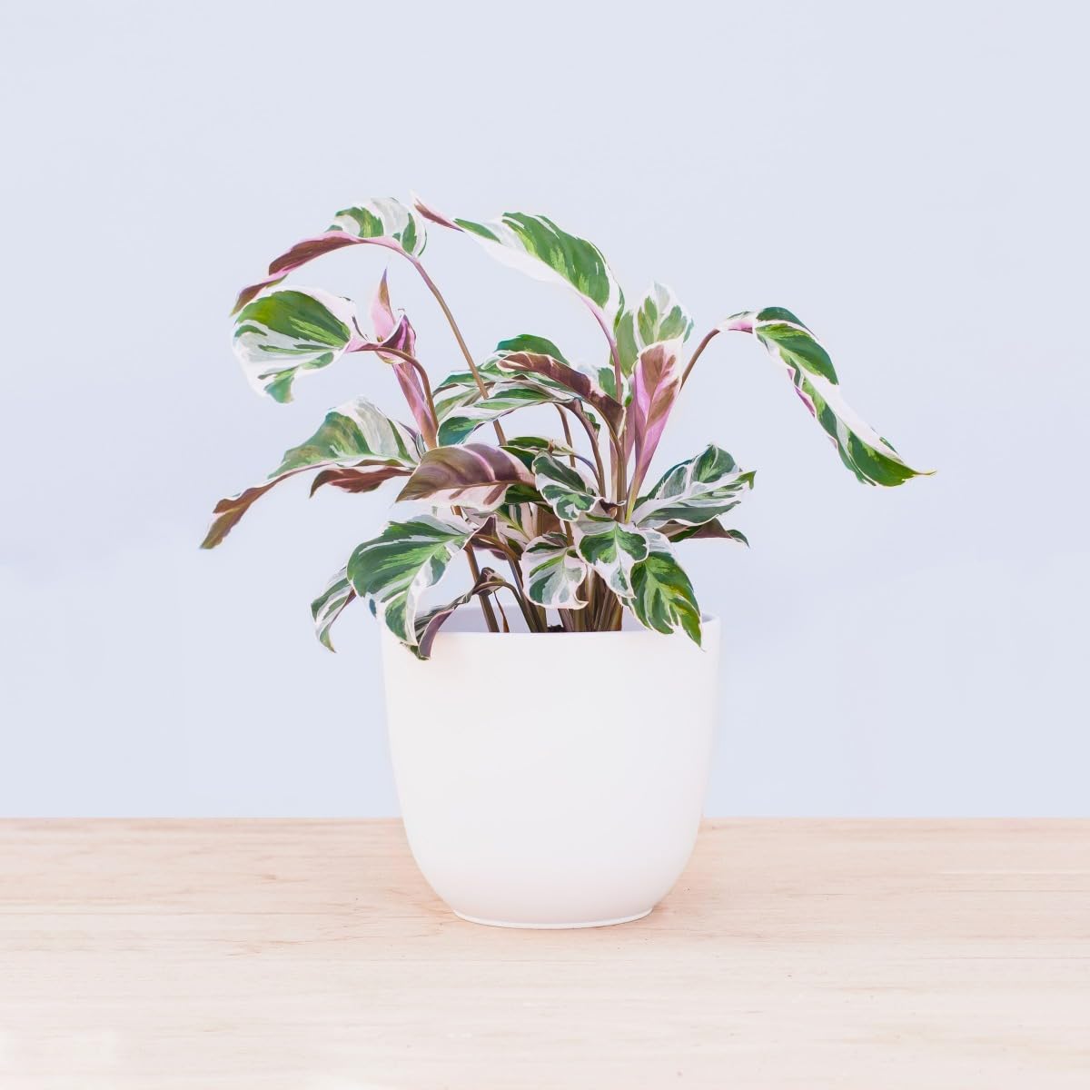 plnts-rareplnts-calathea-white-fusion-zimmerpflanze-45cm-panaschiert image 7