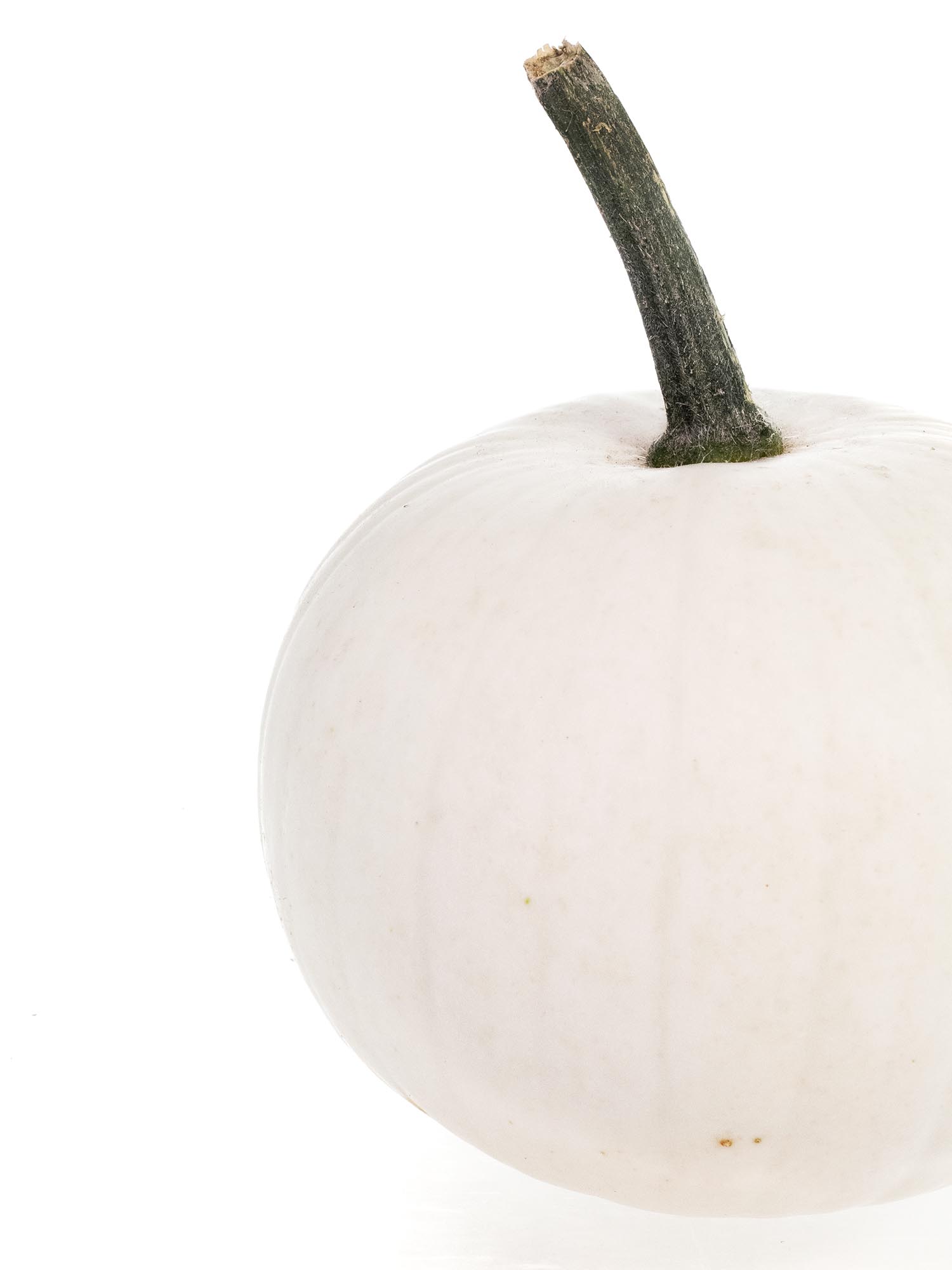 blumigo-zierk-rbis-snowball-wei-herbstdeko image 2