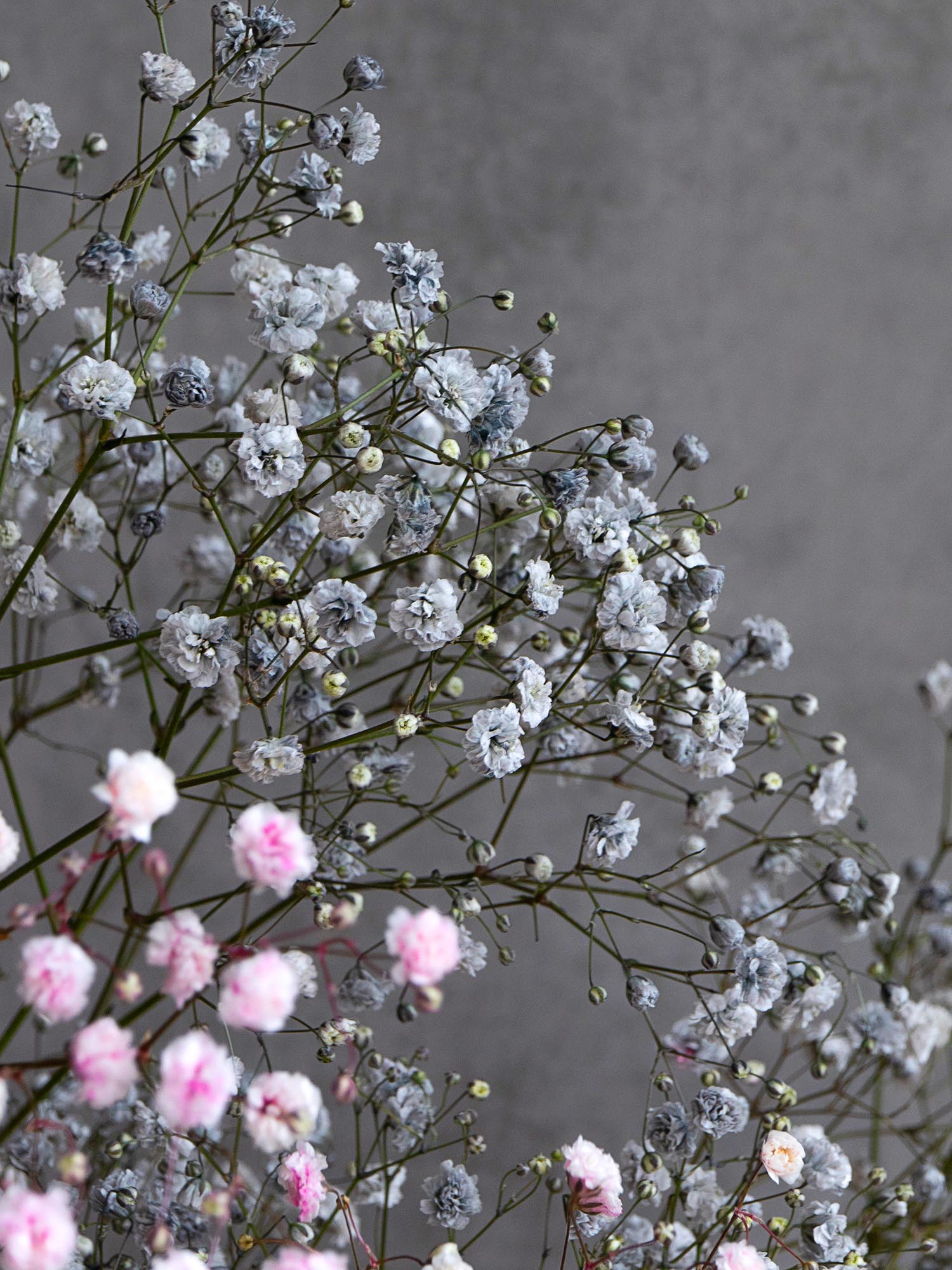 blumigo-schleierkraut-painted-schnittblume-grau-trocken-option image 5