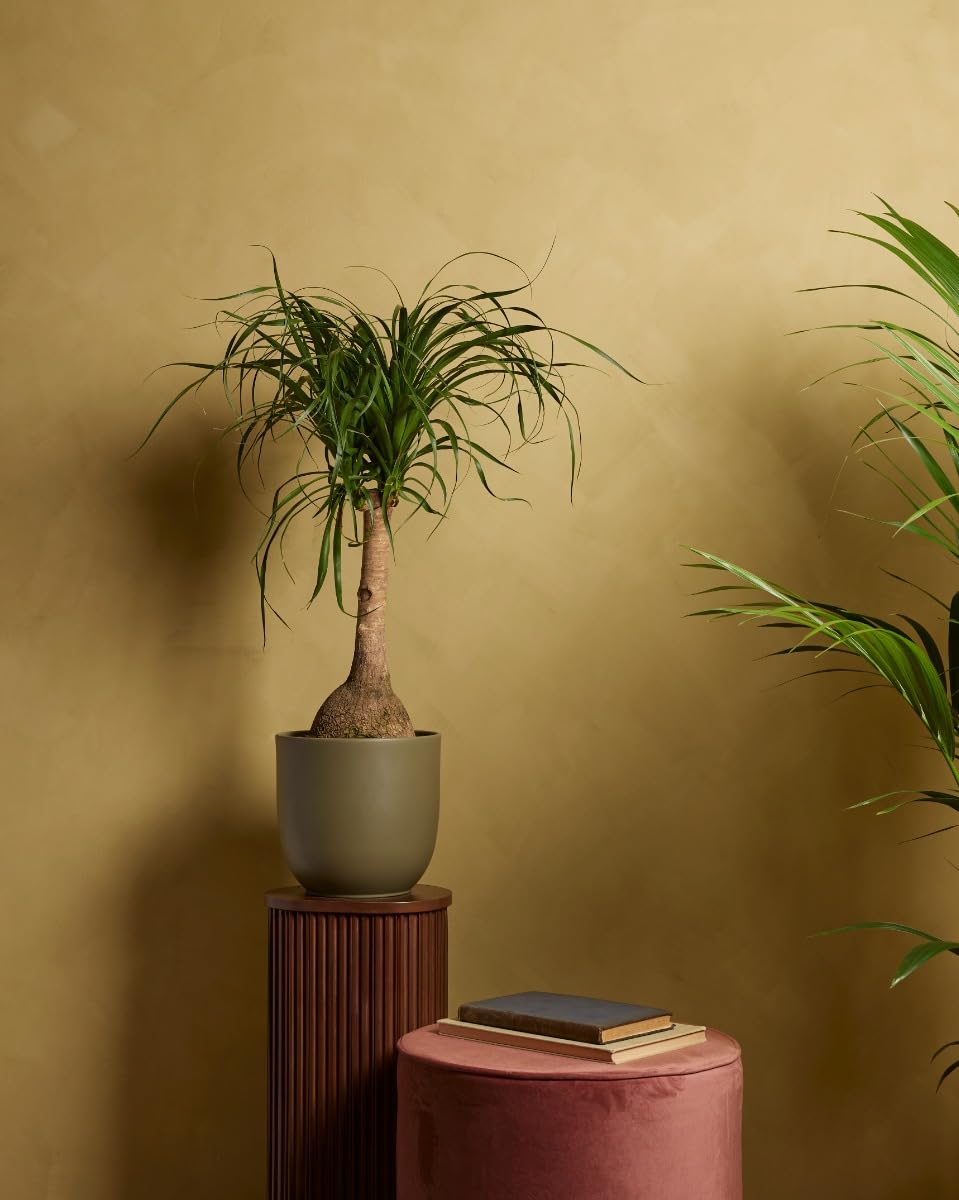 plnts-rareplnts-beaucarnea-recurvata-elefantenfu-160-cm image 6