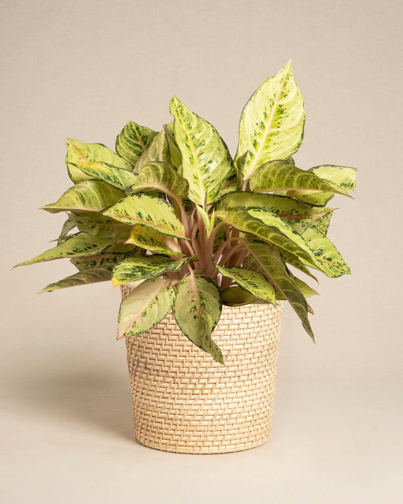 feey-variado-aglaonema-chartreuse-pretty-zimmerpflanze-ohne-bertopf image 5