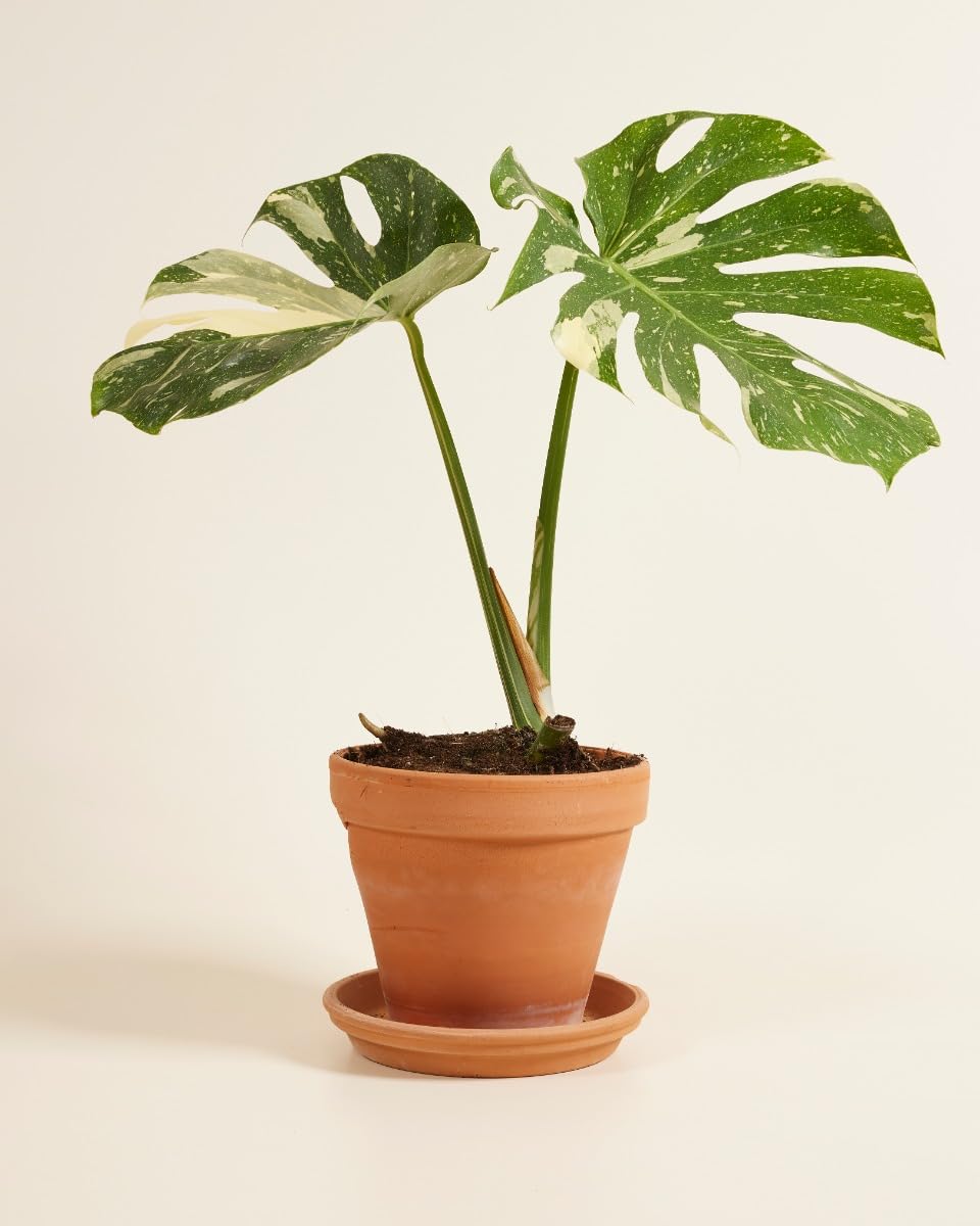 plnts-rareplnts-monstera-thai-constellation-fensterblatt-60cm image 5