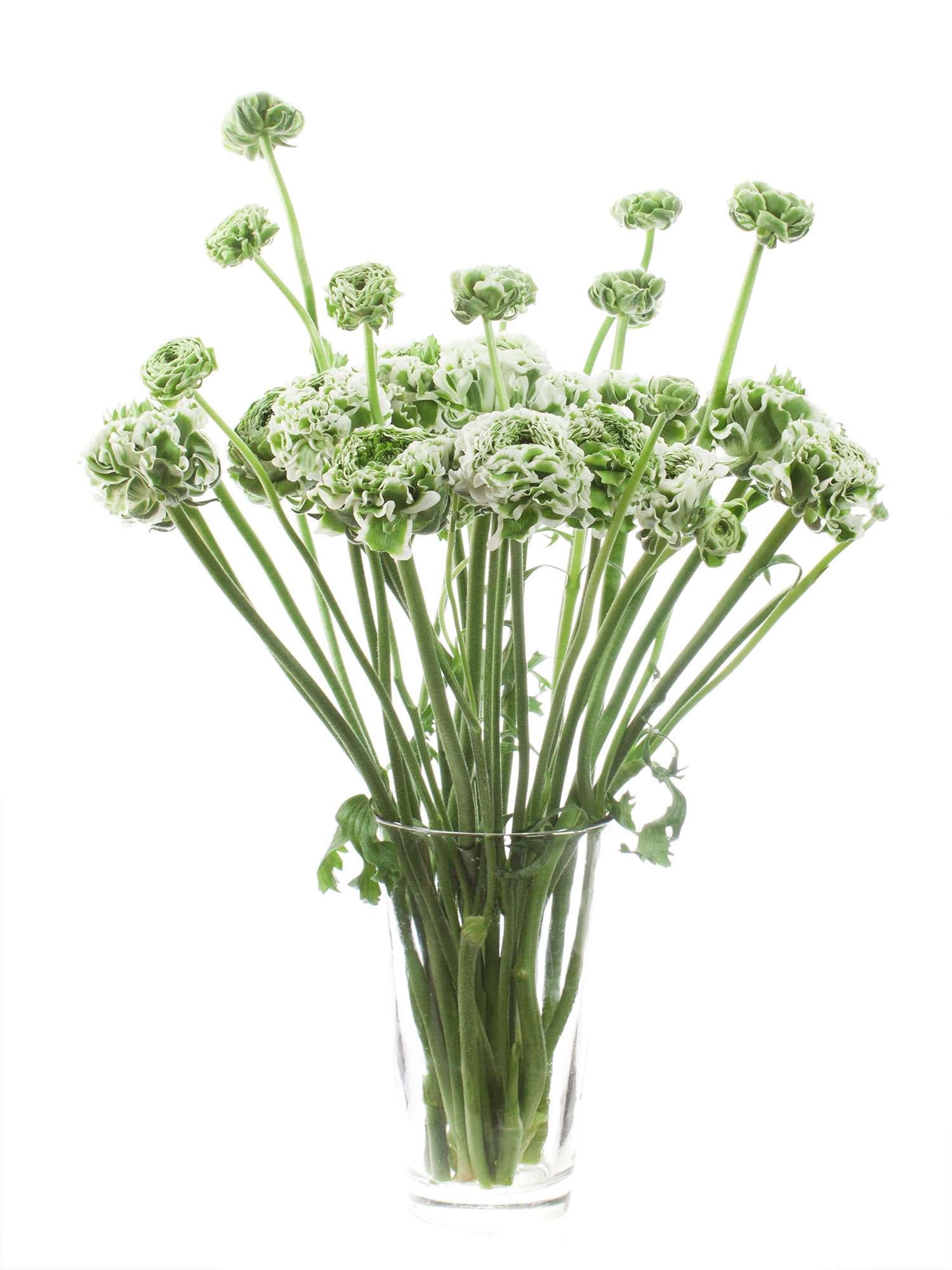 blumigo-ranunkeln-xl-ponpon-igloo-schnittblume-wei-gr-n image 2