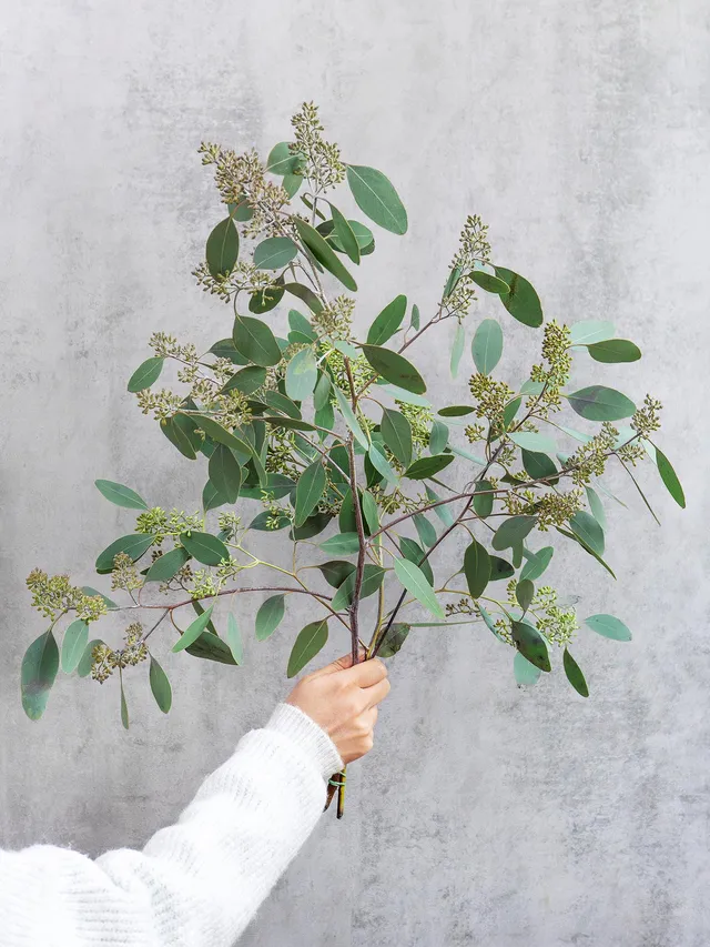 blumigo-eukalyptus-populus-schnittgr-n-mit-beeren-gr-n image 1